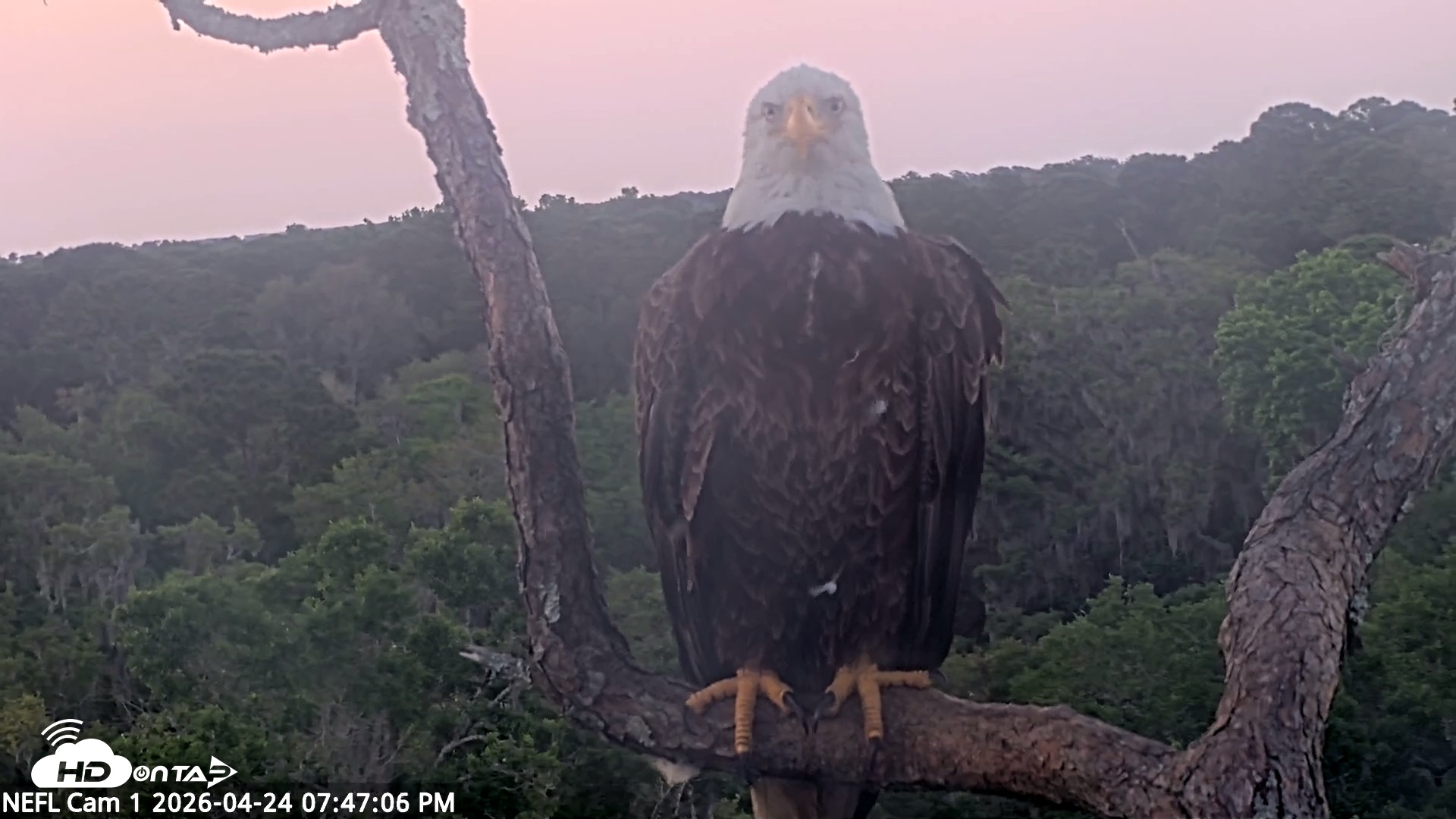 Snapshot of NE Florida Eagles Live Webcam taken Apr 24, 2026, 7:48pm EDT