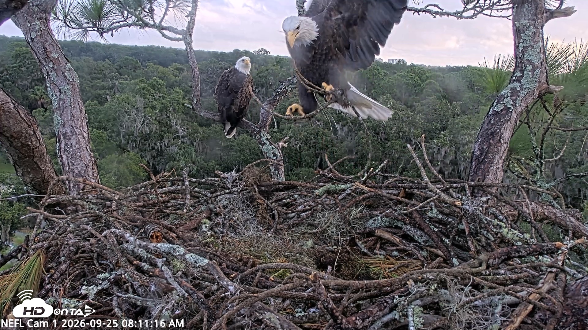 Snapshot of NE Florida Eagles Live Webcam taken Sep 25, 2026, 8:12am EDT
