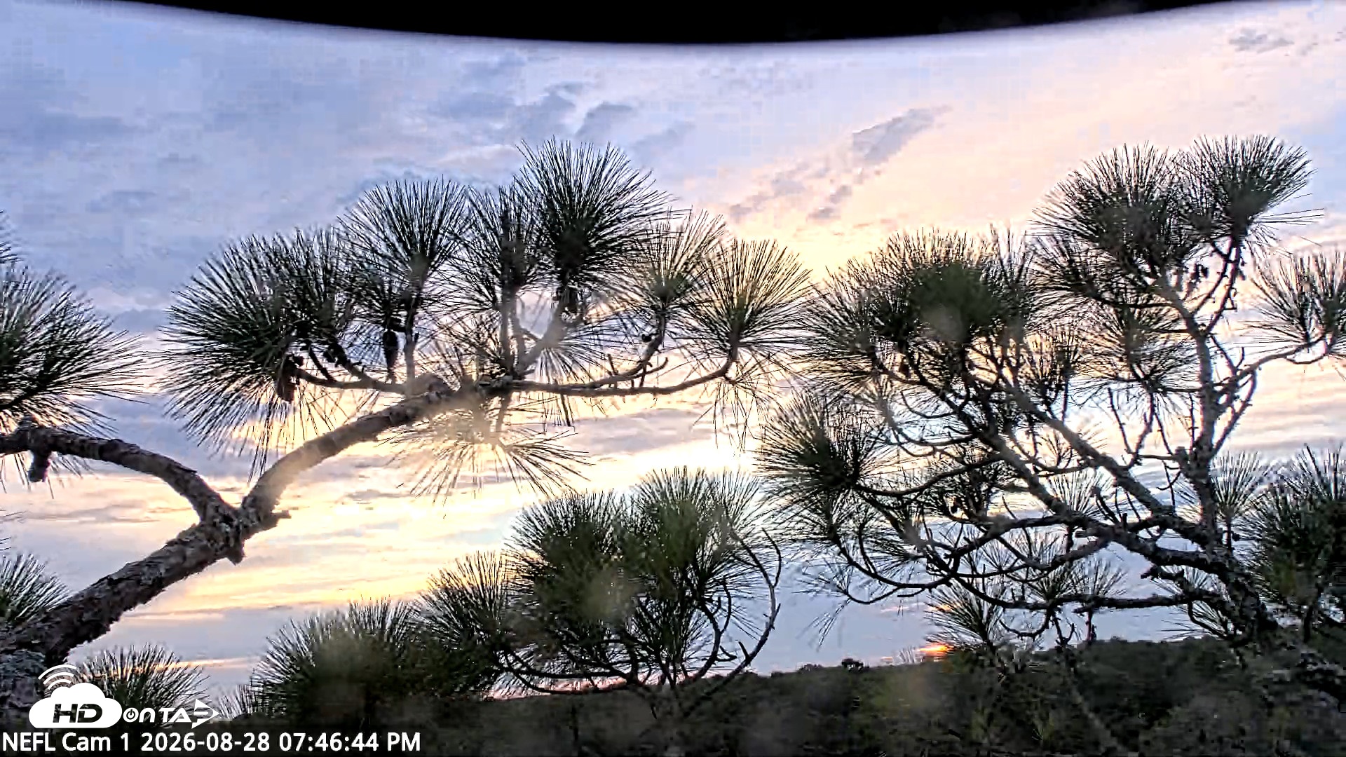 Snapshot of NE Florida Eagles Live Webcam taken Aug 28, 2026, 7:47pm EDT