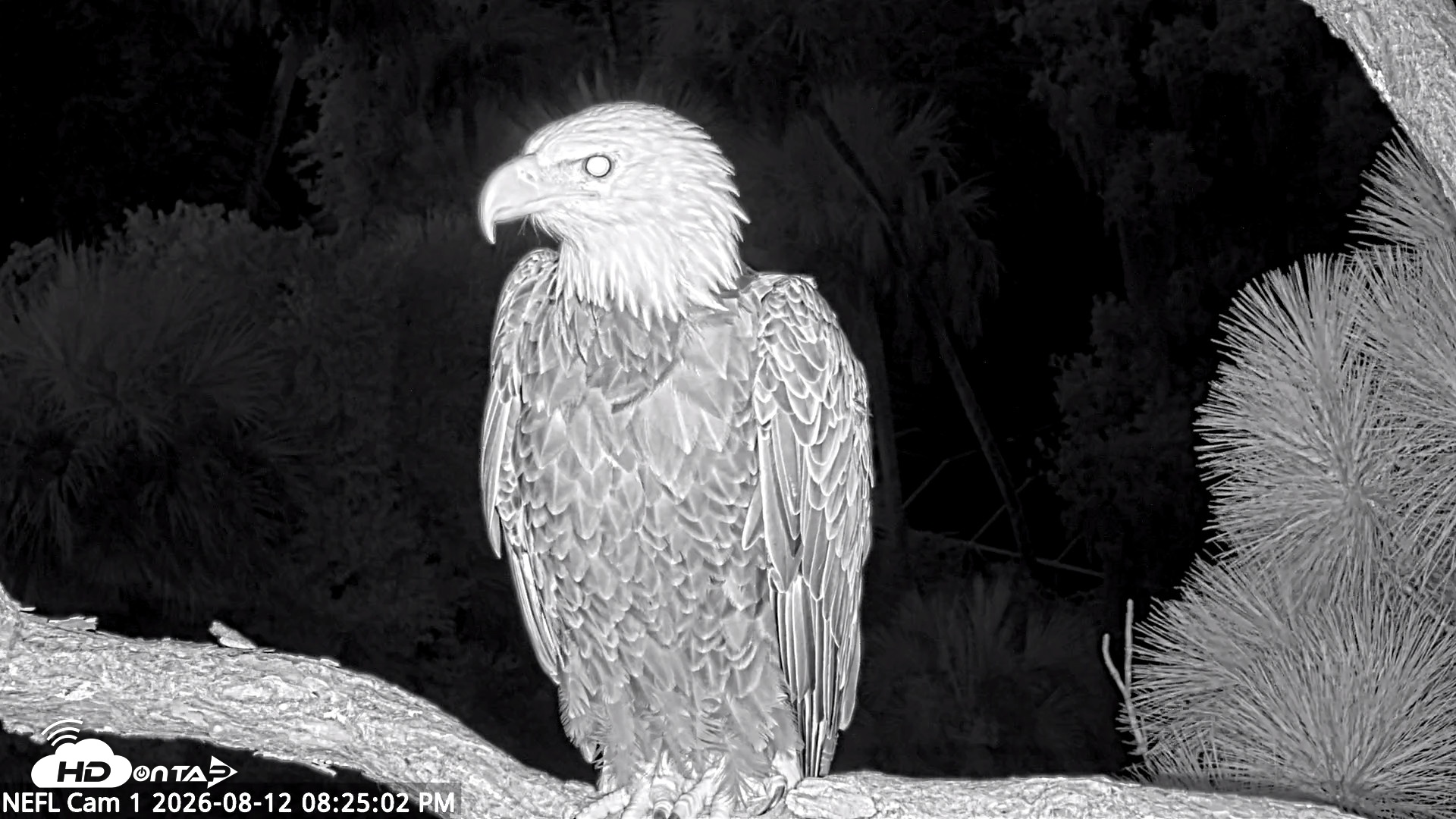 Snapshot of NE Florida Eagles Live Webcam taken Aug 12, 2026, 8:27pm EDT