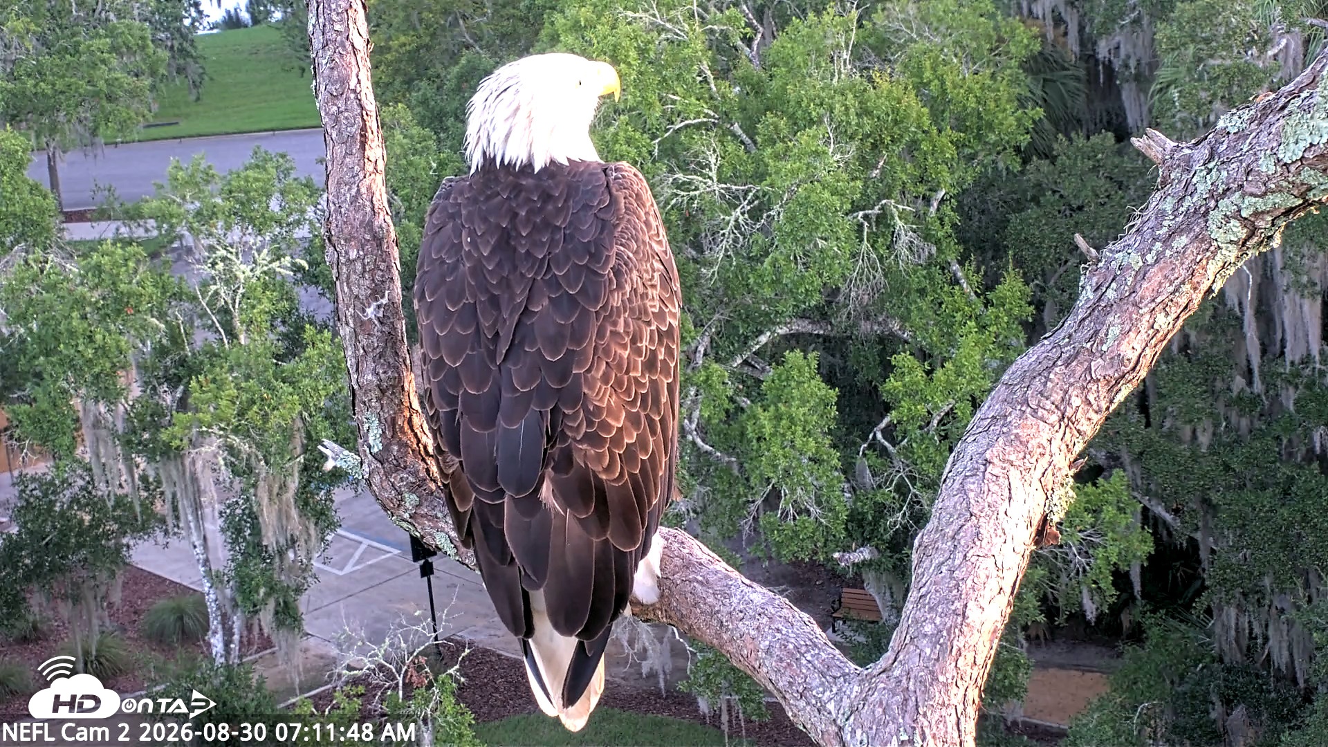 Snapshot of NE Florida Eagles Live Webcam taken Aug 30, 2026, 7:12am EDT