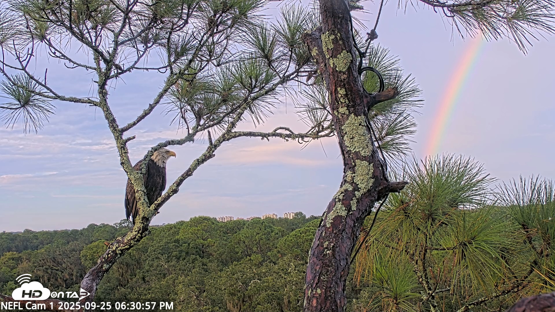 Snapshot of NE Florida Eagles Live Webcam taken Sep 25, 2025, 6:31pm EDT