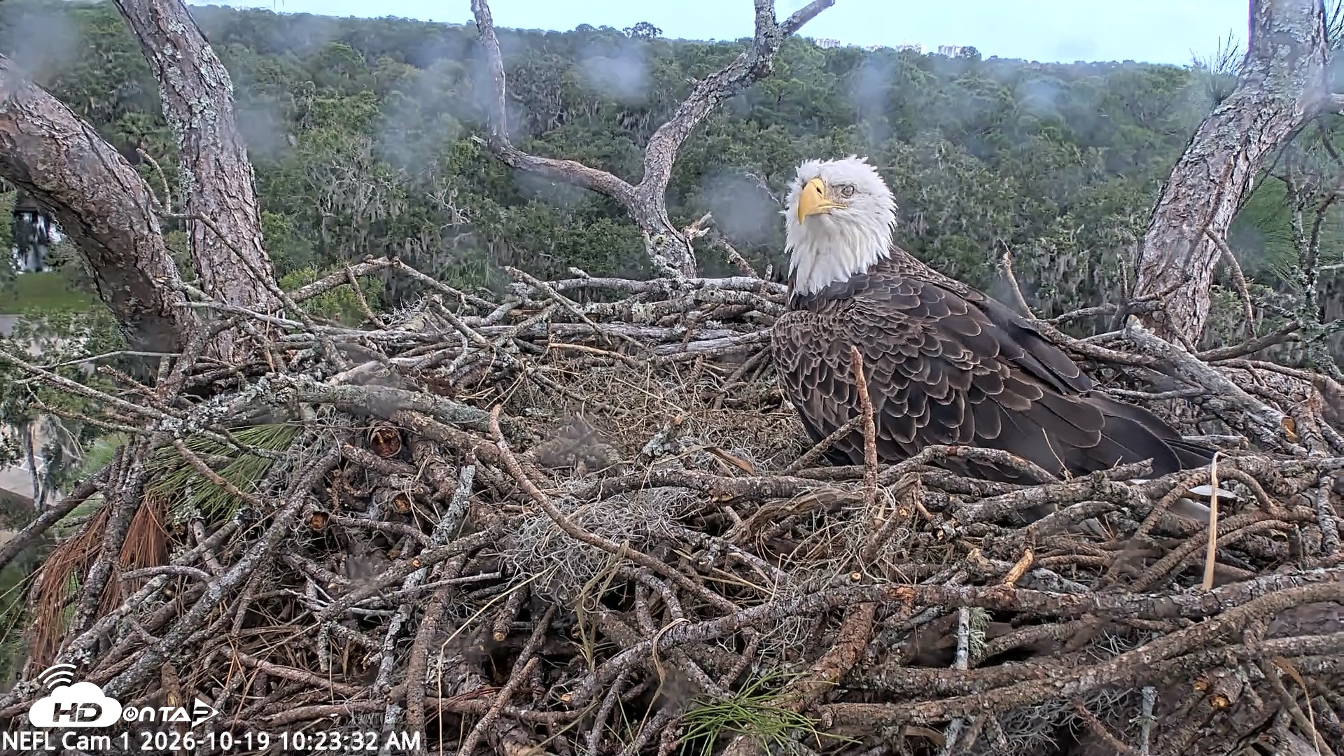 Snapshot of NE Florida Eagles Live Webcam taken Oct 19, 2026, 10:24am EDT