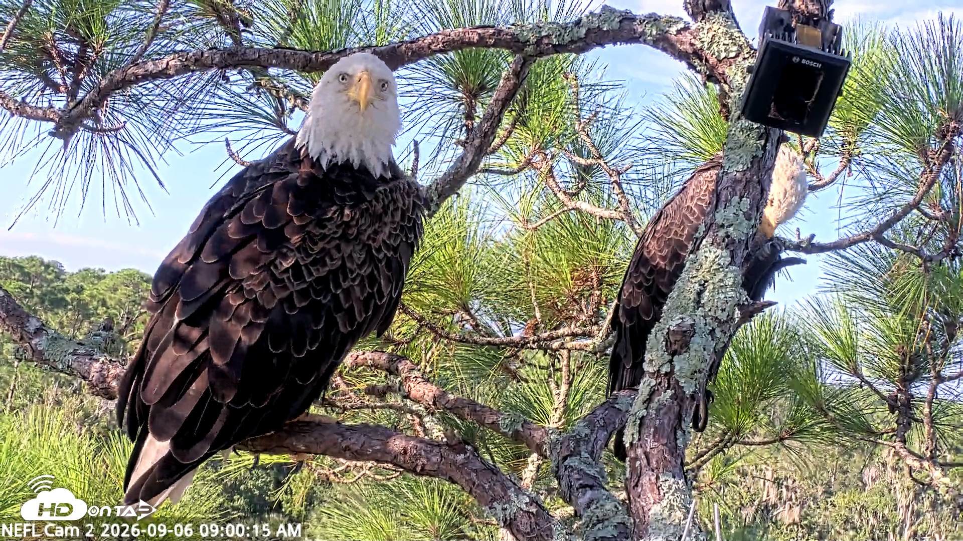 Snapshot of NE Florida Eagles Live Webcam taken Sep 6, 2026, 9:01am EDT
