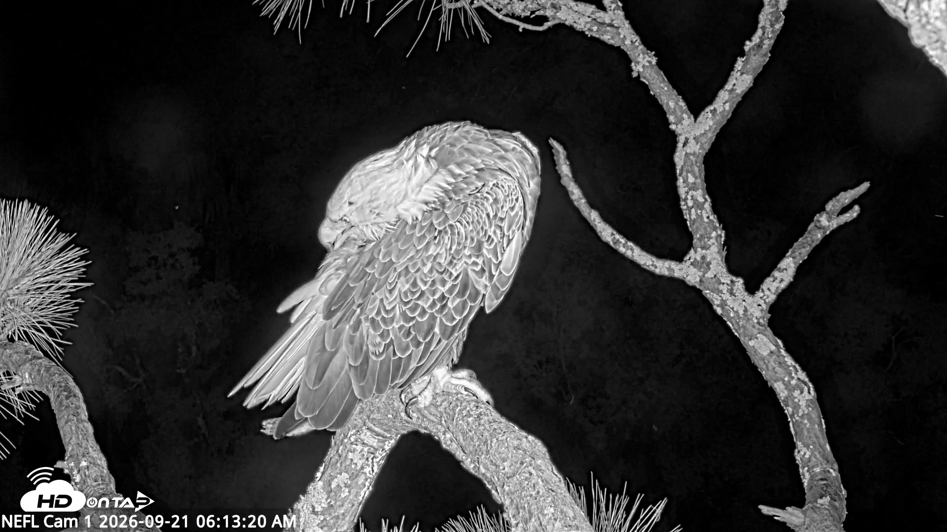 Snapshot of NE Florida Eagles Live Webcam taken Sep 21, 2026, 6:14am EDT