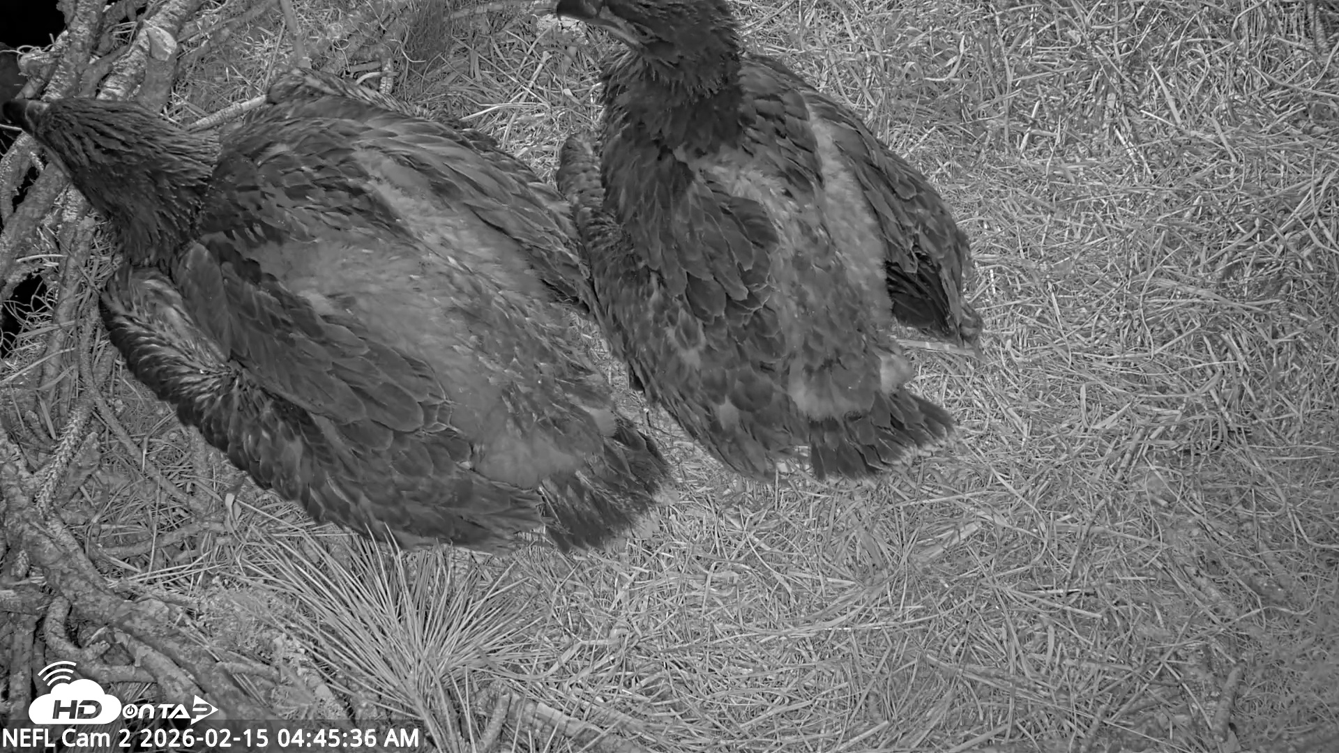 Snapshot of NE Florida Eagles Live Webcam taken Feb 15, 2026, 4:46am EST