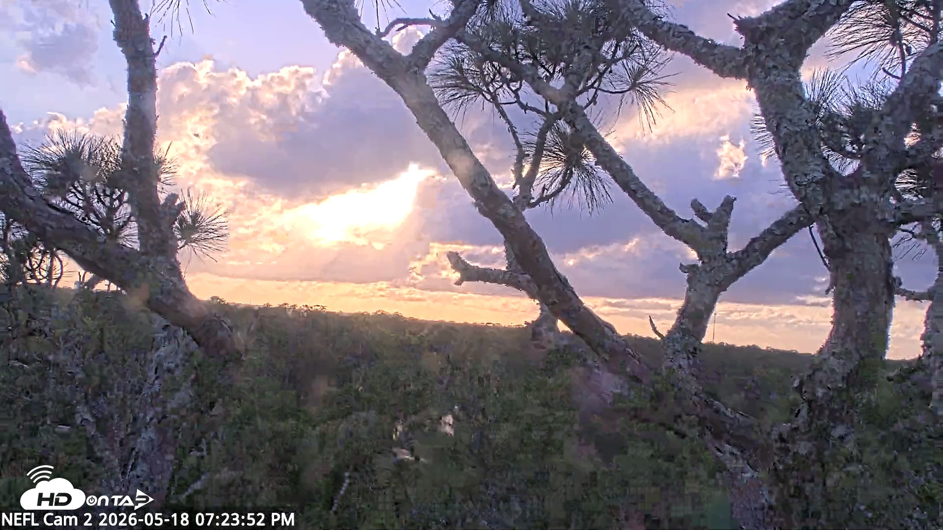 Snapshot of NE Florida Eagles Live Webcam taken May 18, 2026, 7:24pm EDT