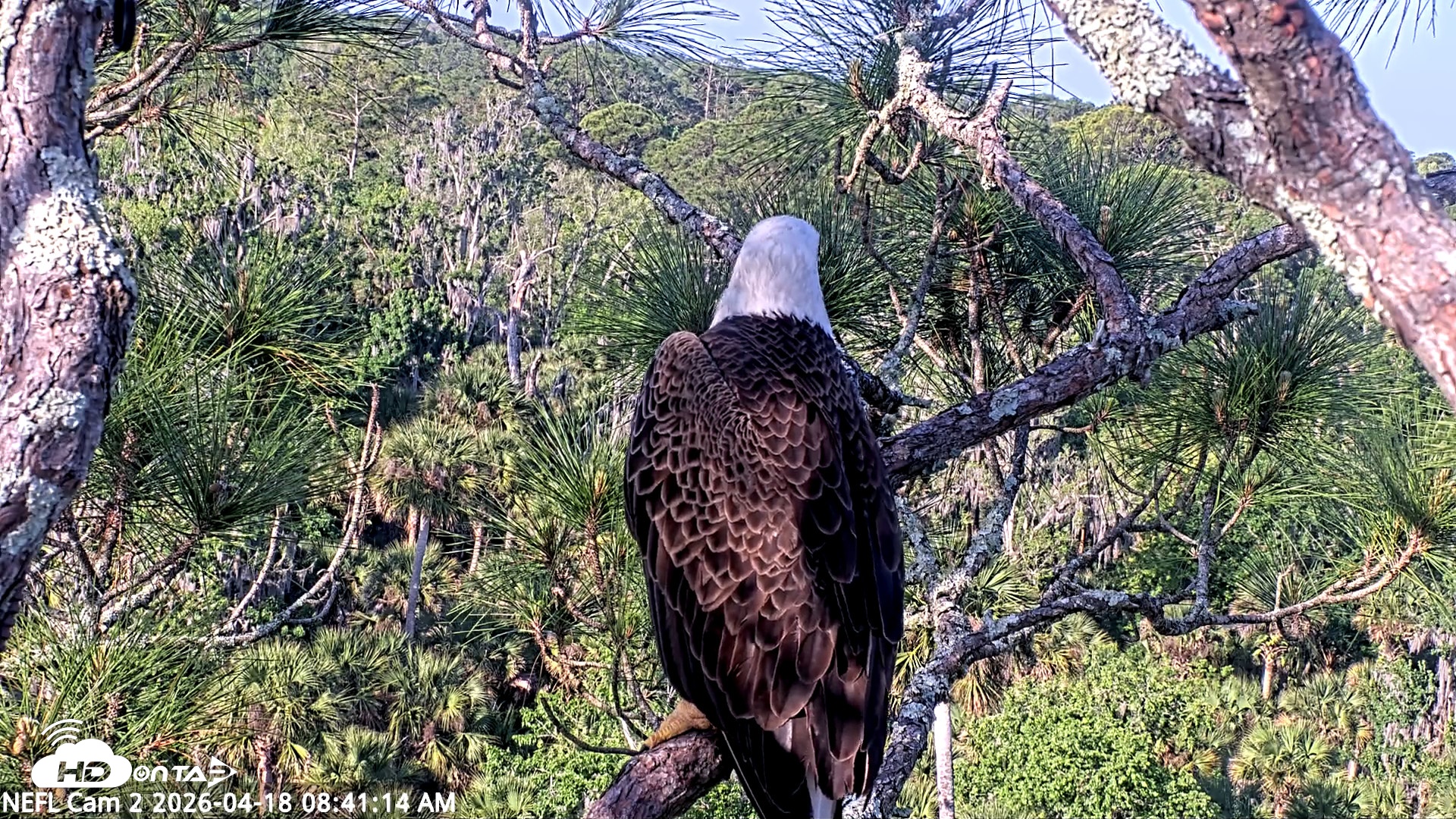Snapshot of NE Florida Eagles Live Webcam taken Apr 18, 2026, 8:42am EDT