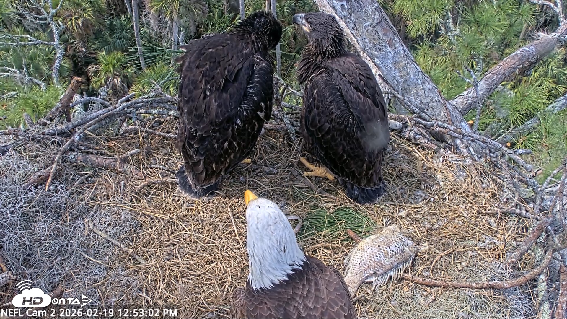 Snapshot of NE Florida Eagles Live Webcam taken Feb 19, 2026, 12:53pm EST