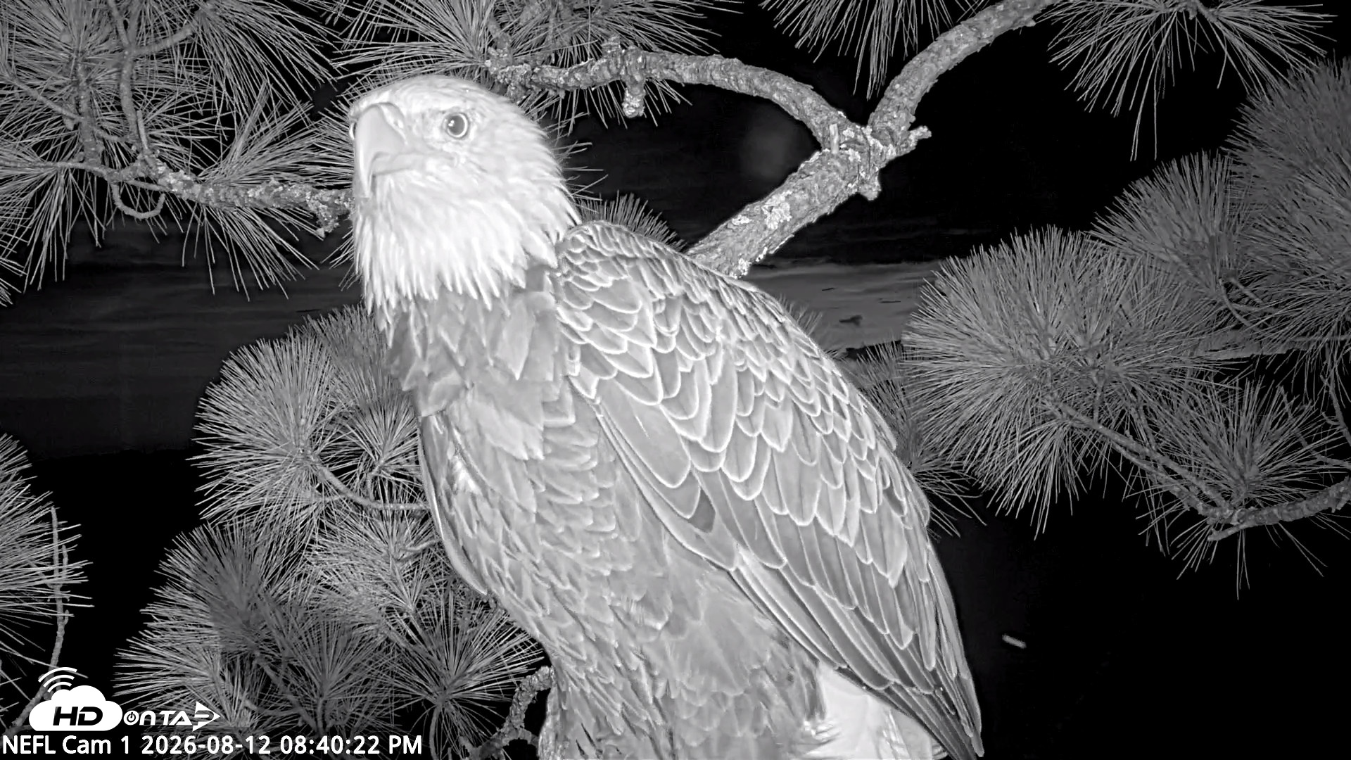 Snapshot of NE Florida Eagles Live Webcam taken Aug 12, 2026, 8:41pm EDT