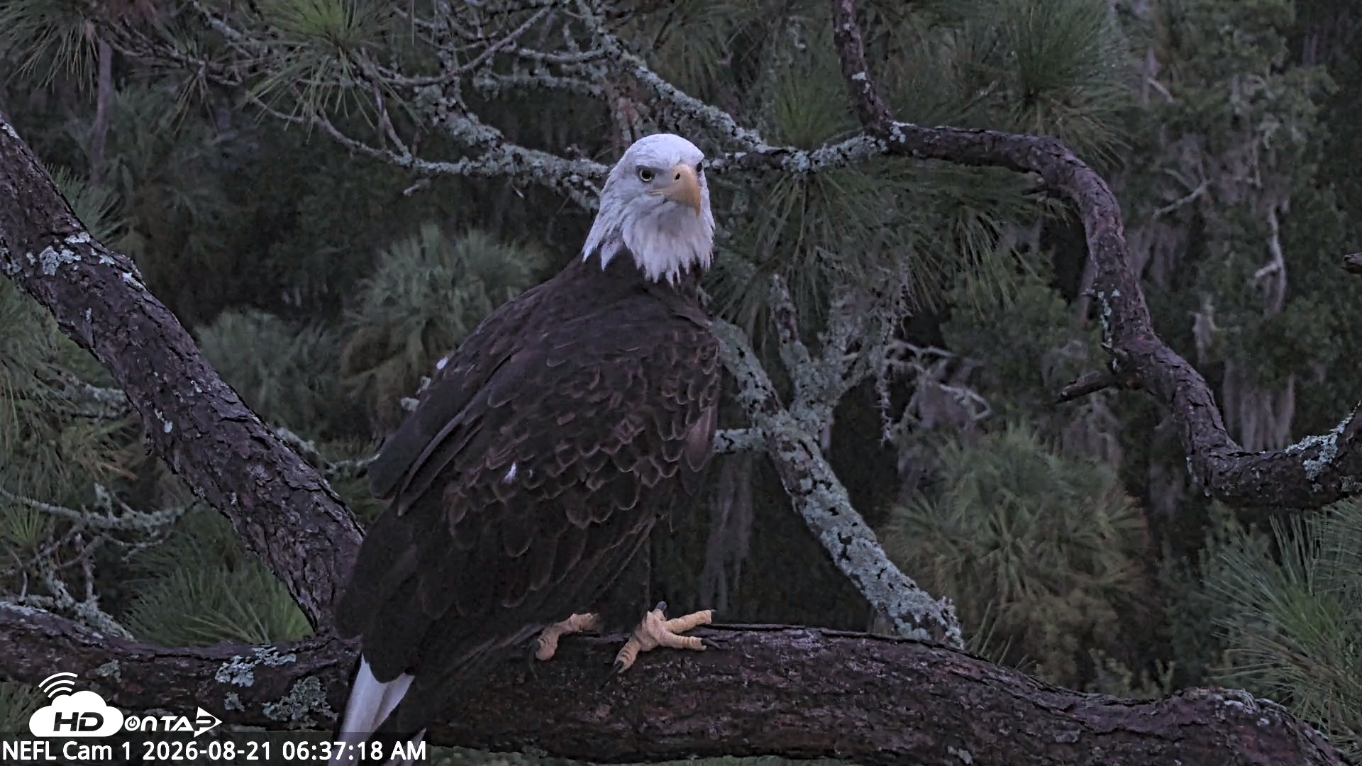 Snapshot of NE Florida Eagles Live Webcam taken Aug 21, 2026, 6:38am EDT