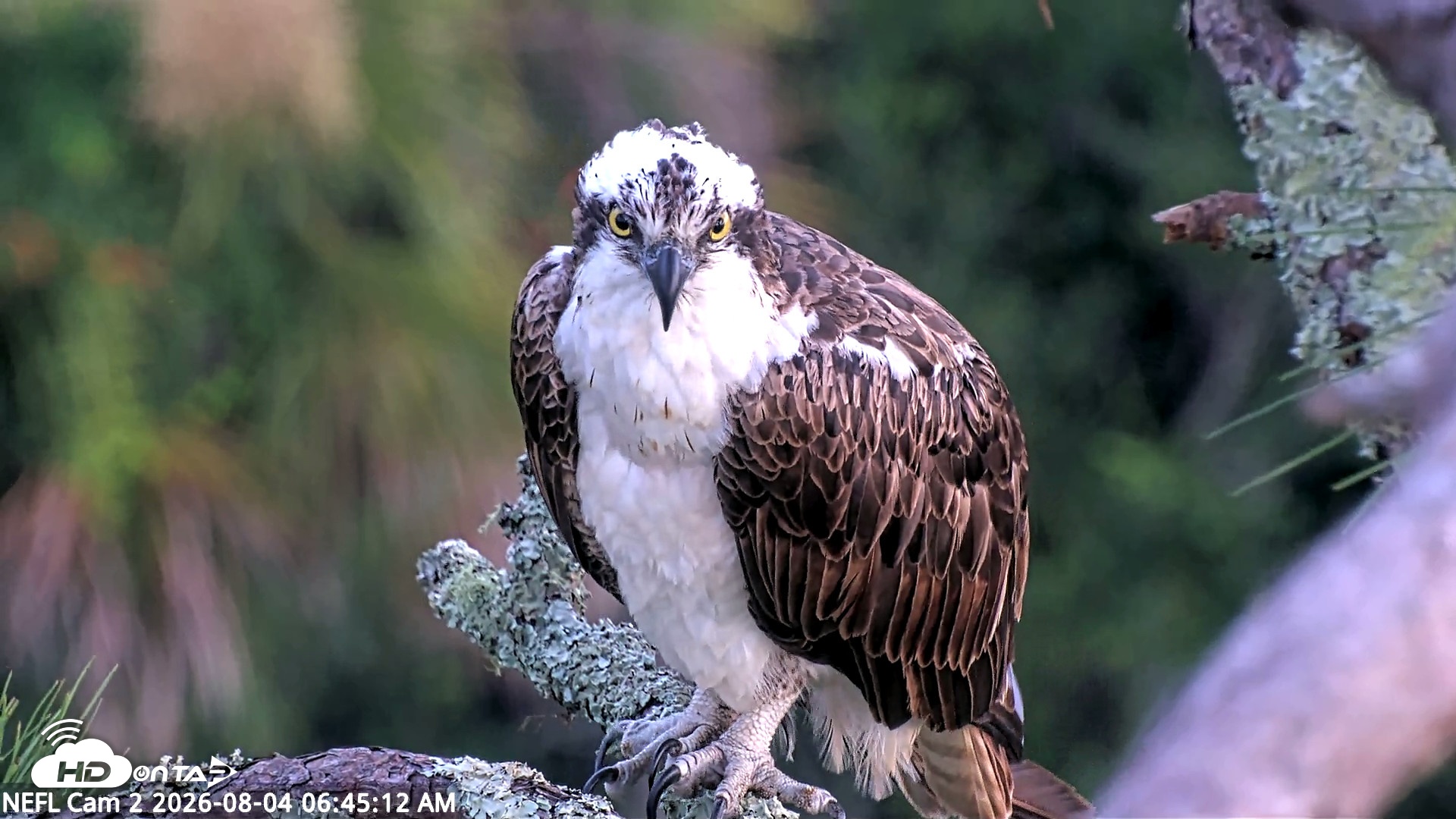 Snapshot of NE Florida Eagles Live Webcam taken Aug 4, 2026, 6:47am EDT