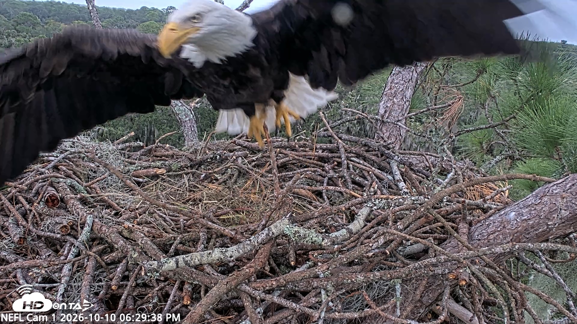 Snapshot of NE Florida Eagles Live Webcam taken Oct 10, 2026, 6:30pm EDT