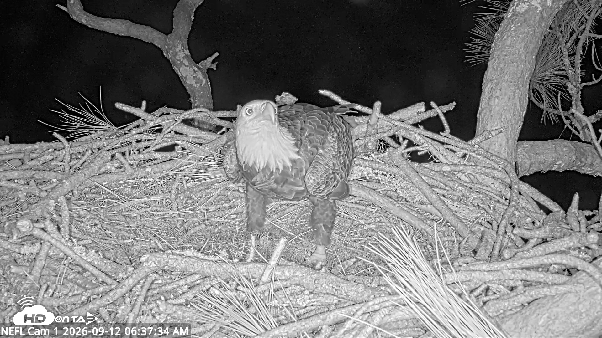 Snapshot of NE Florida Eagles Live Webcam taken Sep 12, 2026, 6:38am EDT