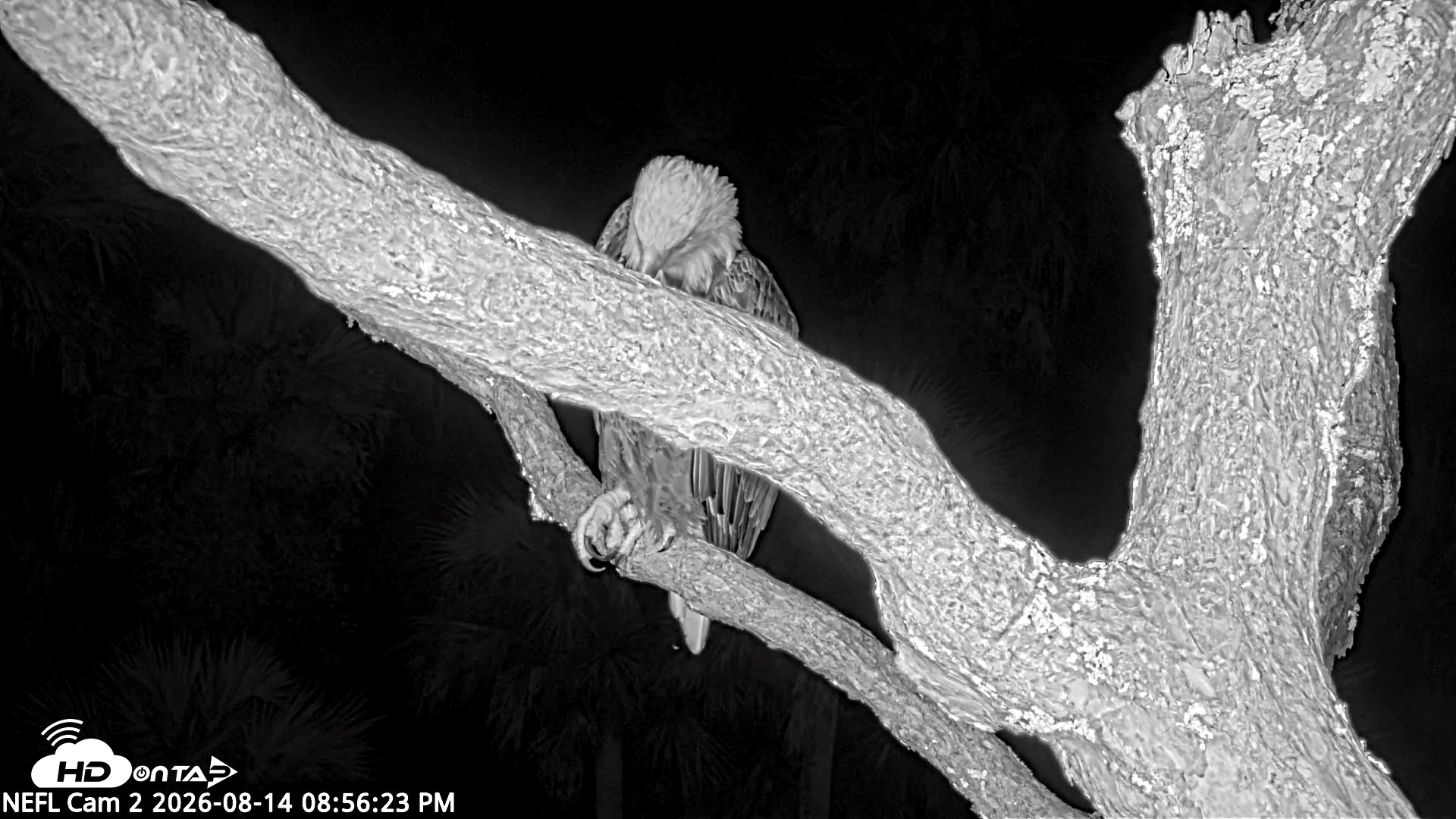 Snapshot of NE Florida Eagles Live Webcam taken Aug 14, 2026, 8:57pm EDT