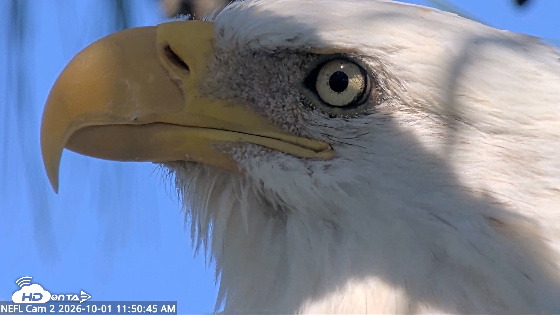 Snapshot of NE Florida Eagles Live Webcam taken Oct 1, 2026, 11:51am EDT
