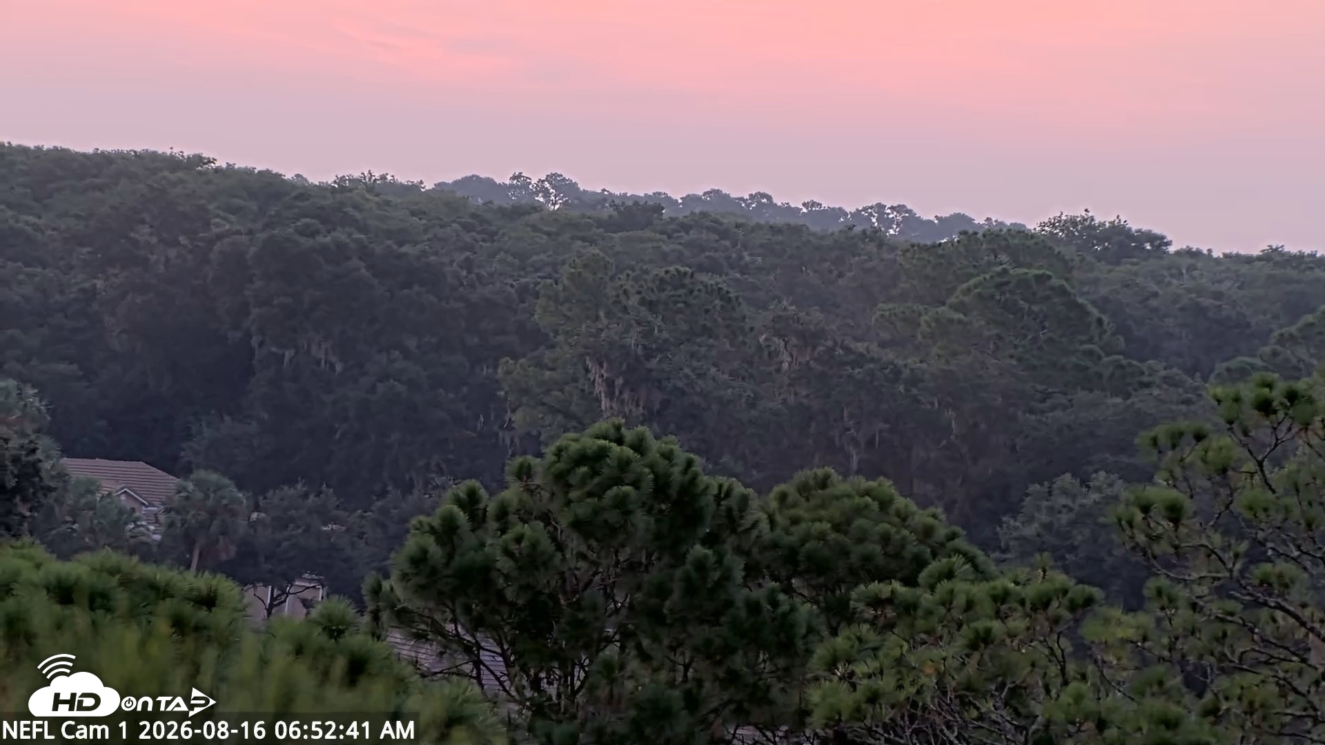 Snapshot of NE Florida Eagles Live Webcam taken Aug 16, 2026, 6:54am EDT