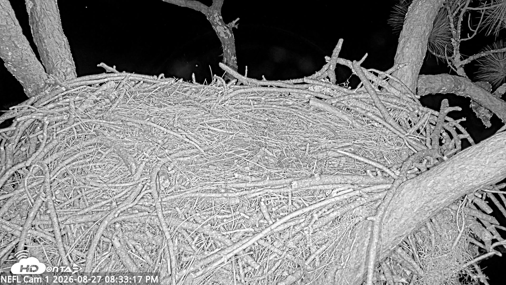 Snapshot of NE Florida Eagles Live Webcam taken Aug 27, 2026, 8:34pm EDT