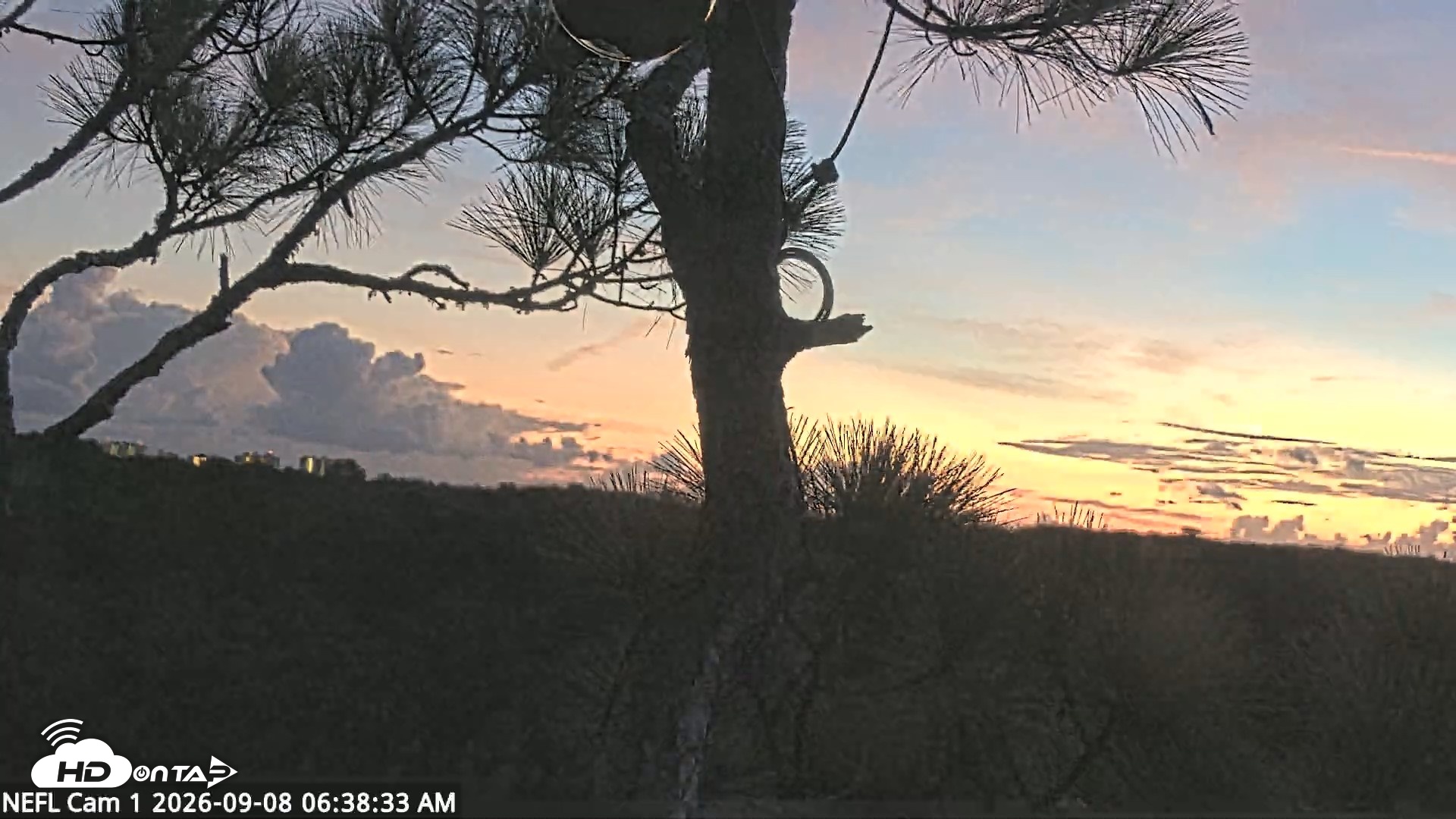 Snapshot of NE Florida Eagles Live Webcam taken Sep 8, 2026, 6:39am EDT