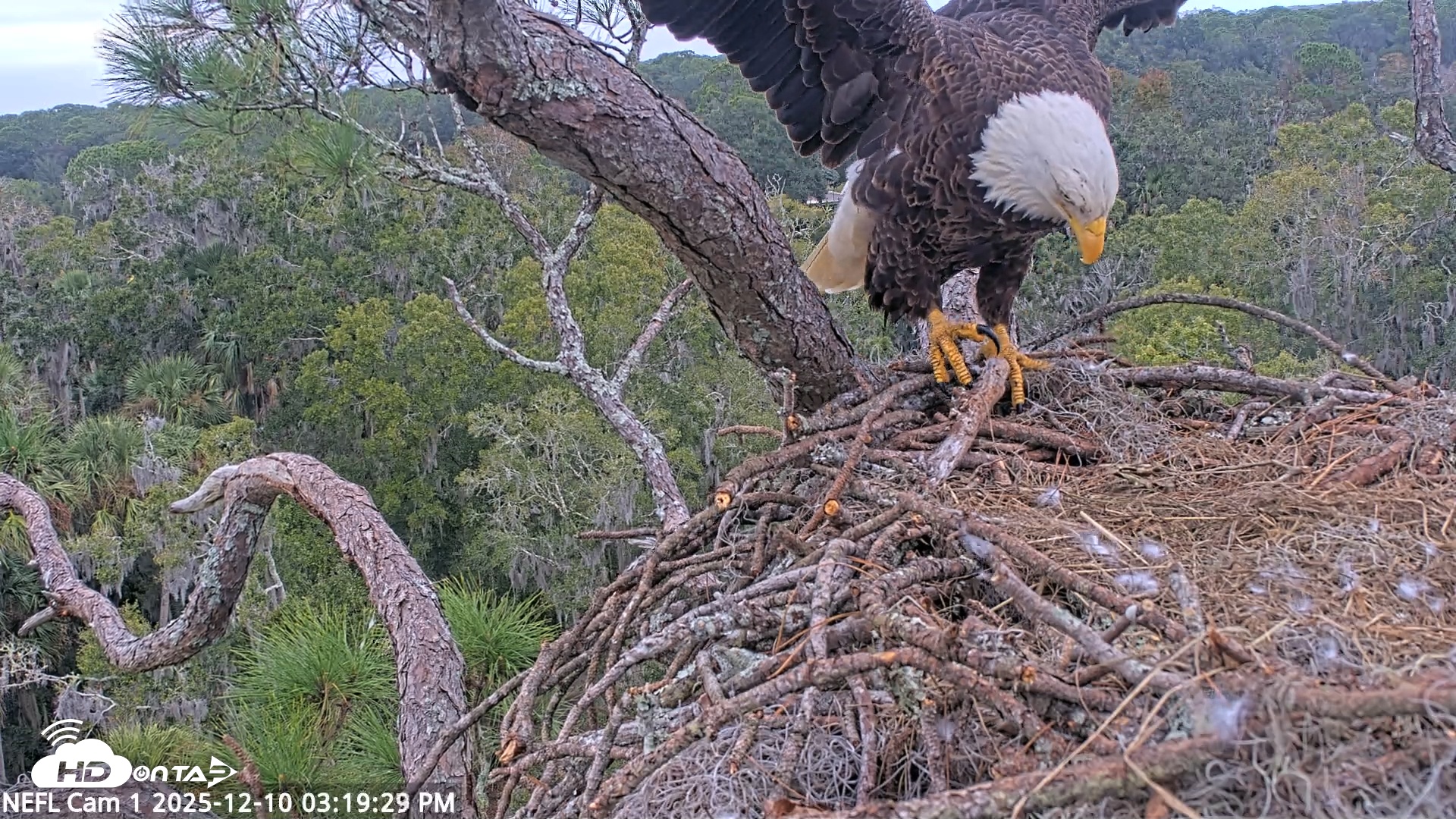 Snapshot of NE Florida Eagles Live Webcam taken Dec 10, 2025, 3:20pm EST