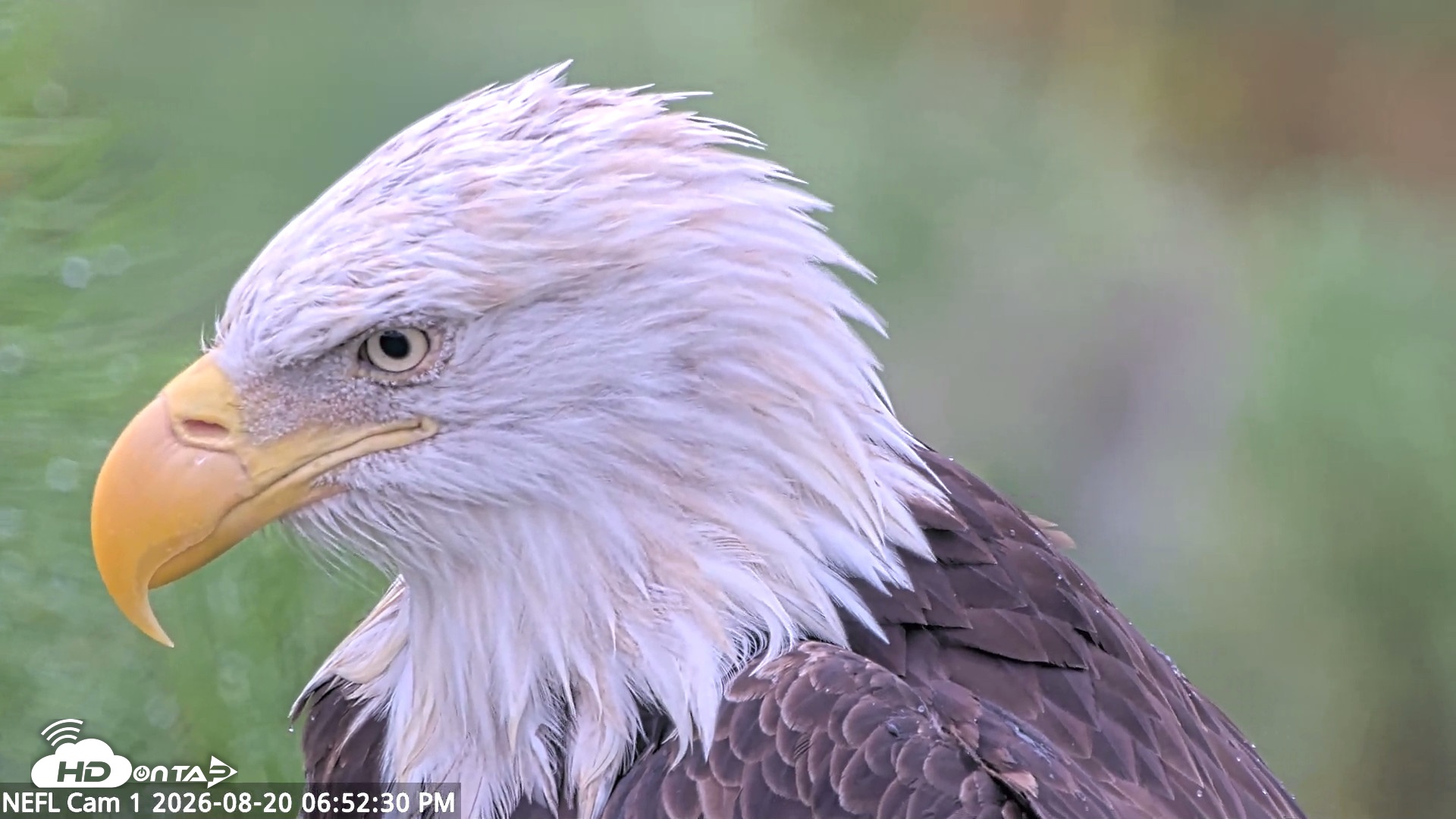 Snapshot of NE Florida Eagles Live Webcam taken Aug 20, 2026, 6:53pm EDT
