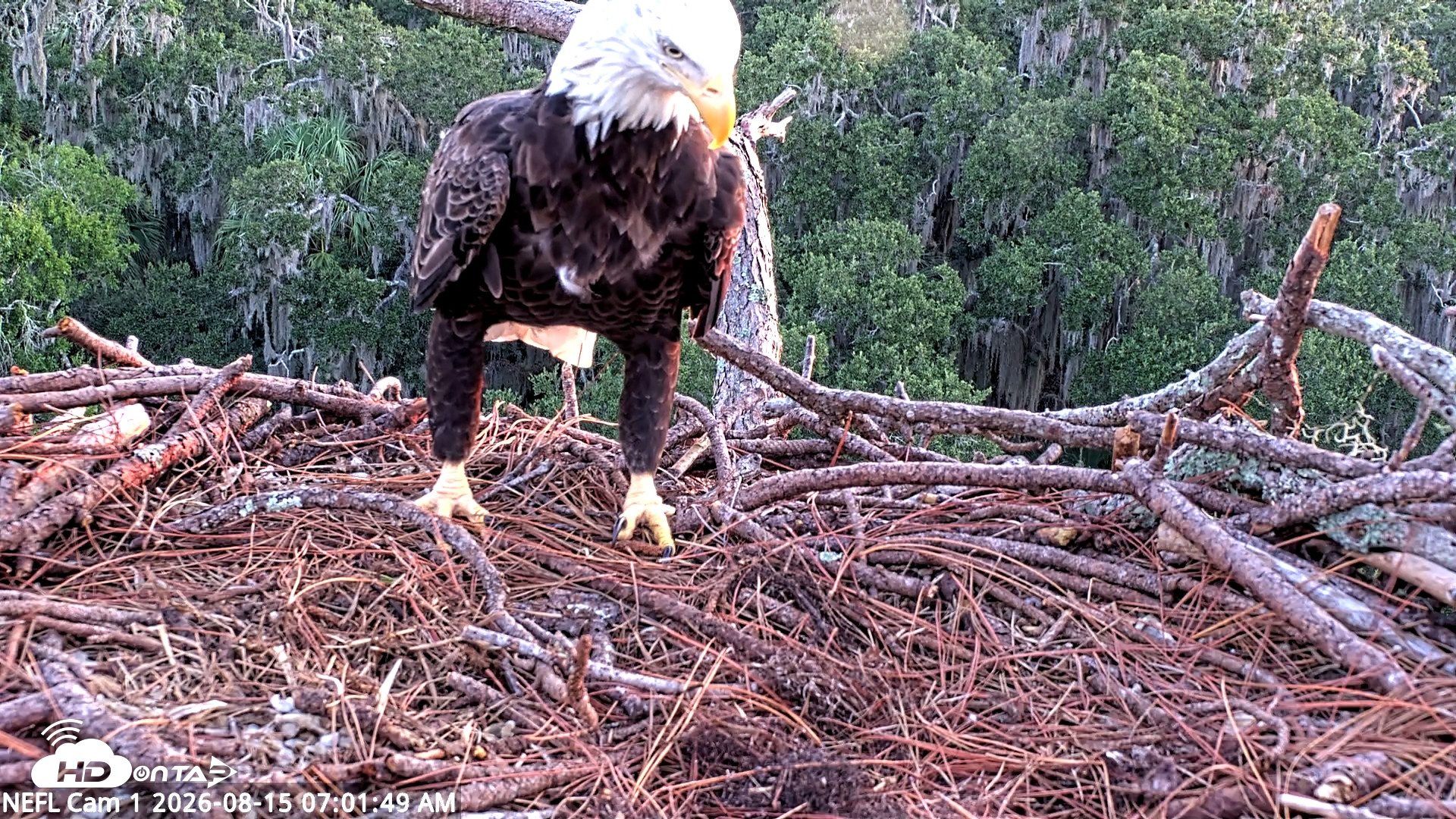 Snapshot of NE Florida Eagles Live Webcam taken Aug 15, 2026, 7:02am EDT