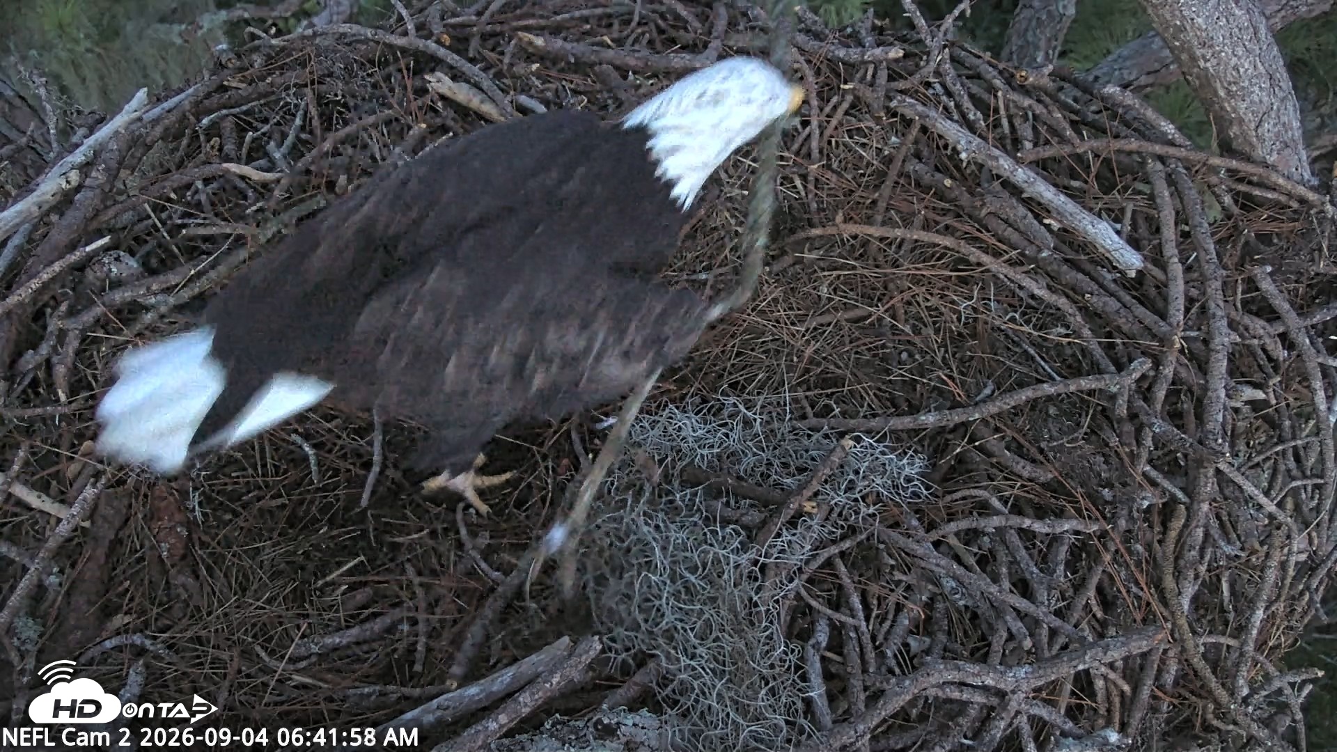 Snapshot of NE Florida Eagles Live Webcam taken Sep 4, 2026, 6:42am EDT