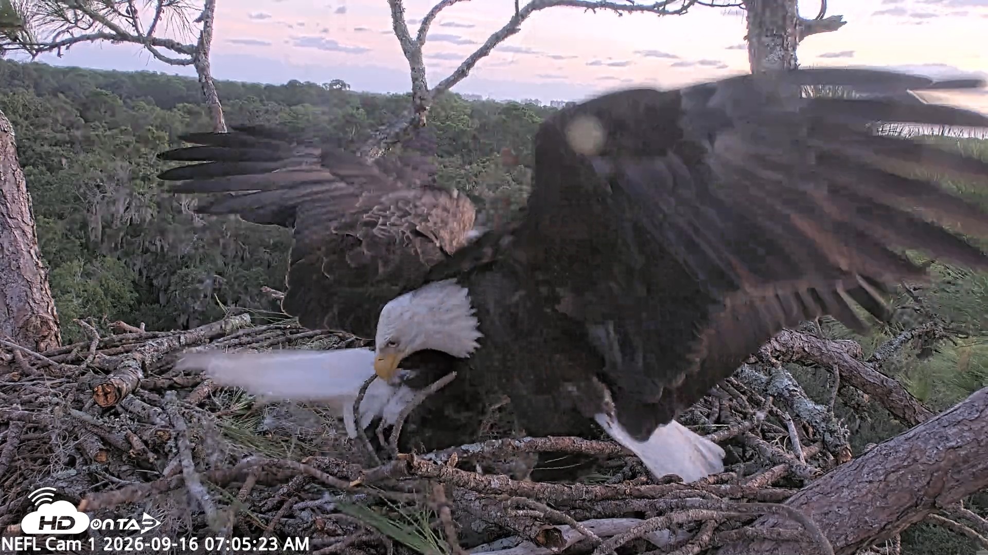 Snapshot of NE Florida Eagles Live Webcam taken Sep 16, 2026, 7:06am EDT