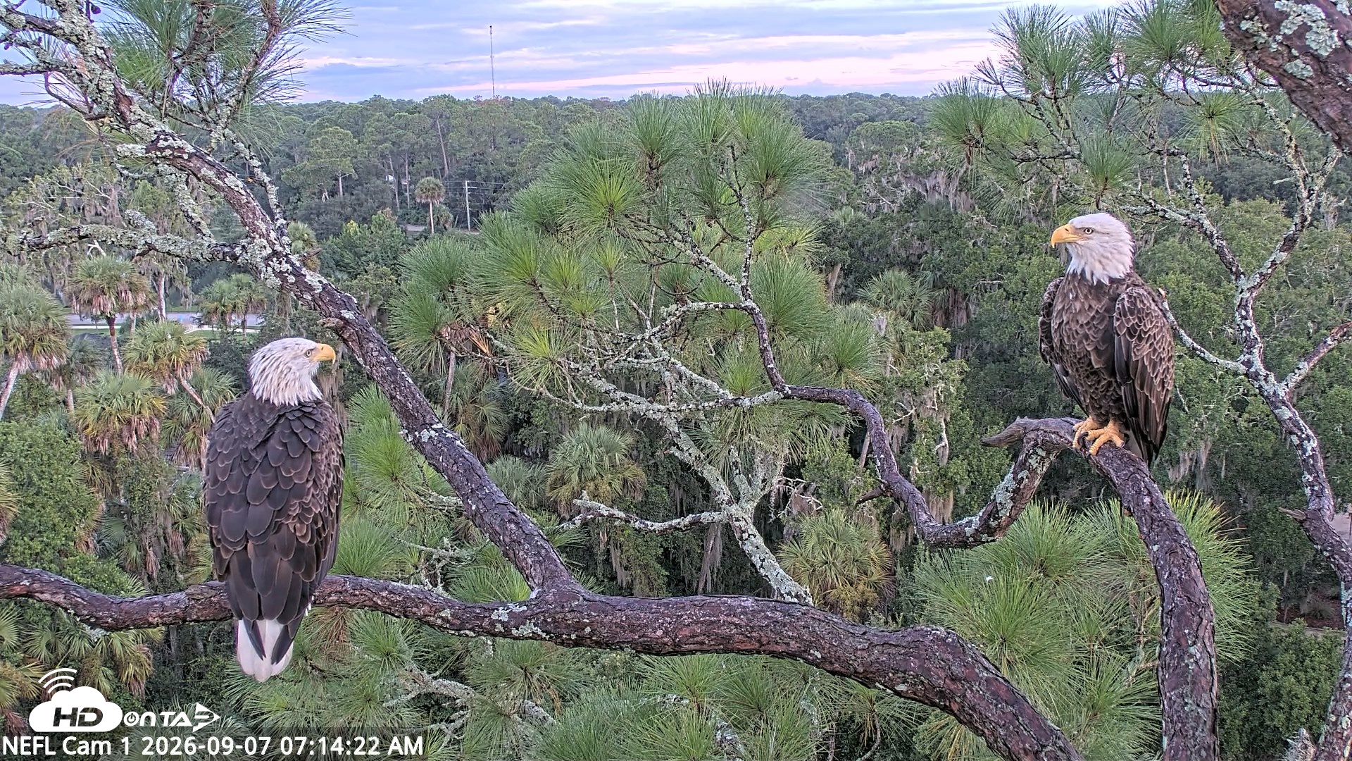 Snapshot of NE Florida Eagles Live Webcam taken Sep 7, 2026, 7:16am EDT