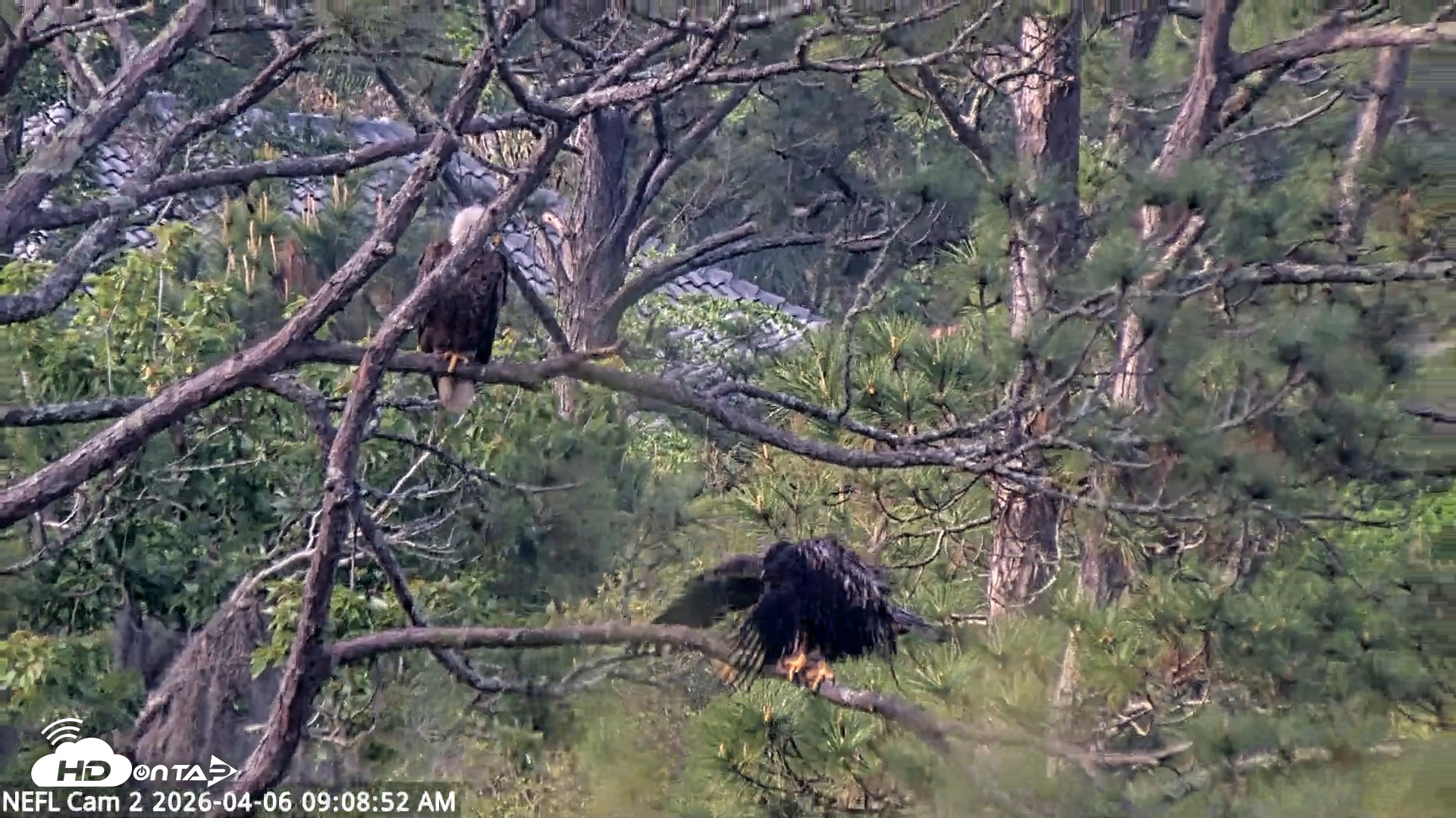Snapshot of NE Florida Eagles Live Webcam taken Apr 6, 2026, 9:09am EDT