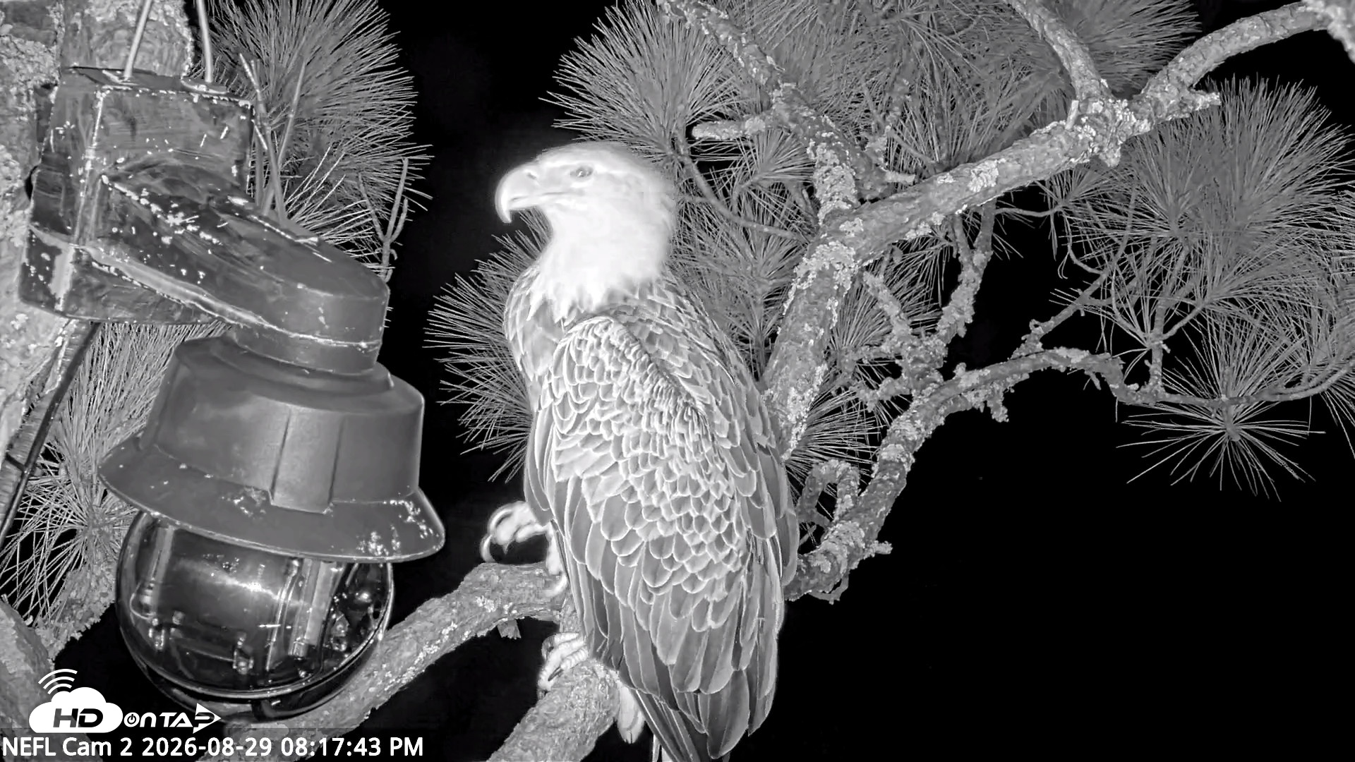 Snapshot of NE Florida Eagles Live Webcam taken Aug 29, 2026, 8:18pm EDT