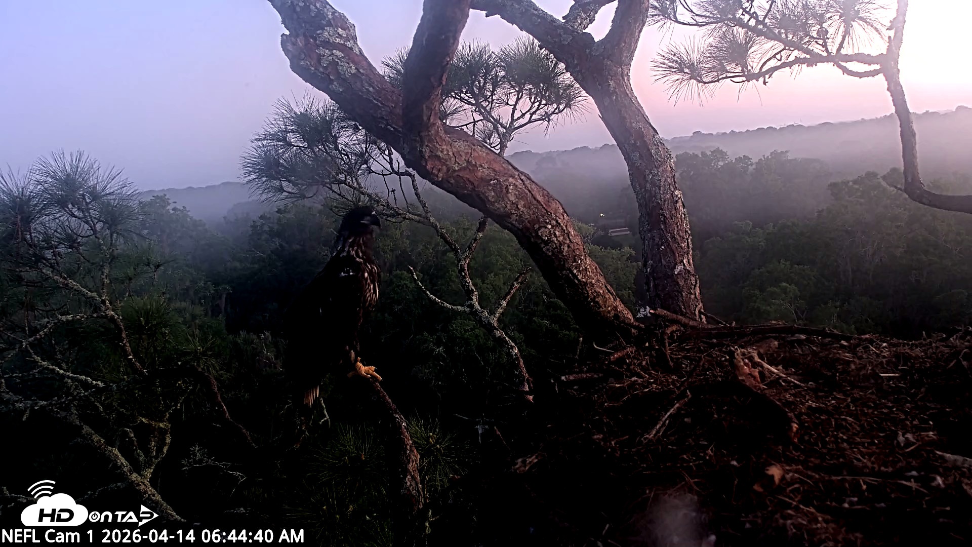 Snapshot of NE Florida Eagles Live Webcam taken Apr 14, 2026, 6:45am EDT