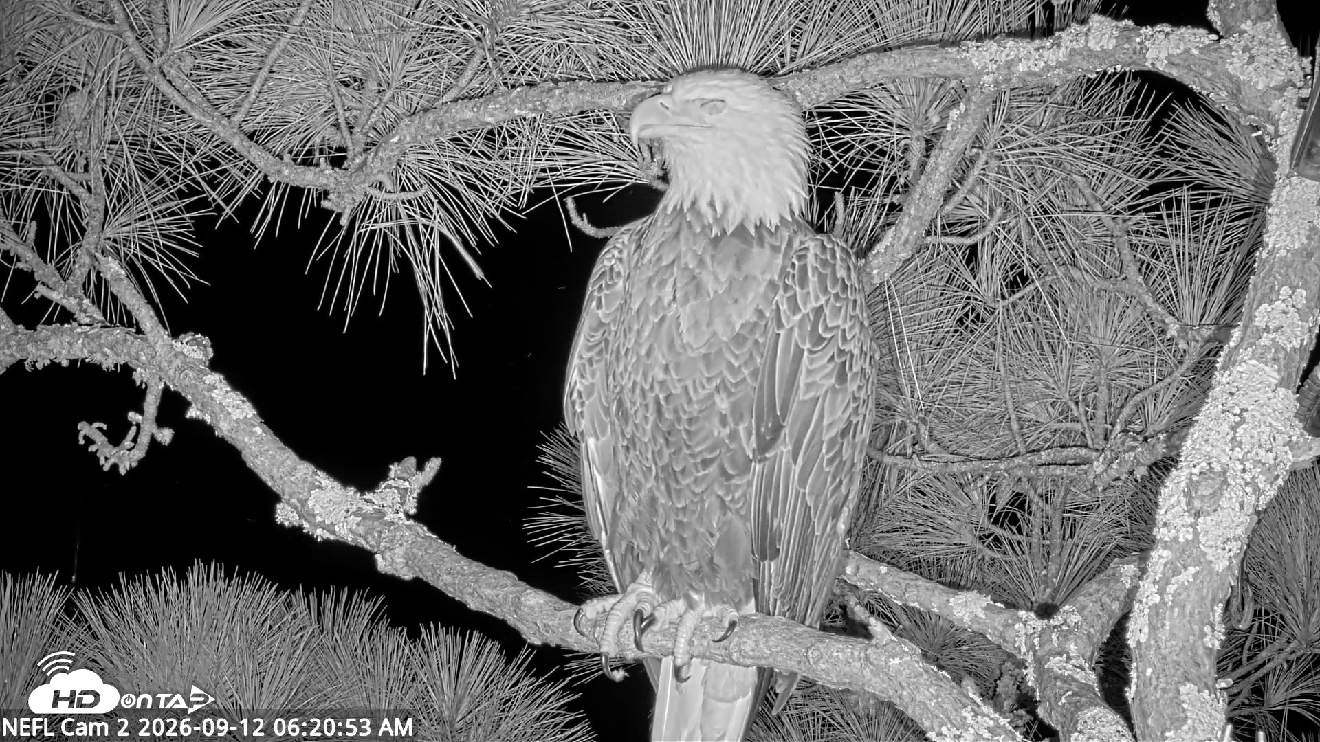 Snapshot of NE Florida Eagles Live Webcam taken Sep 12, 2026, 6:21am EDT