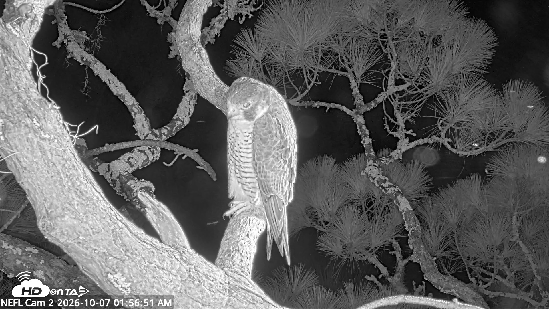 Snapshot of NE Florida Eagles Live Webcam taken Oct 7, 2026, 1:57am EDT