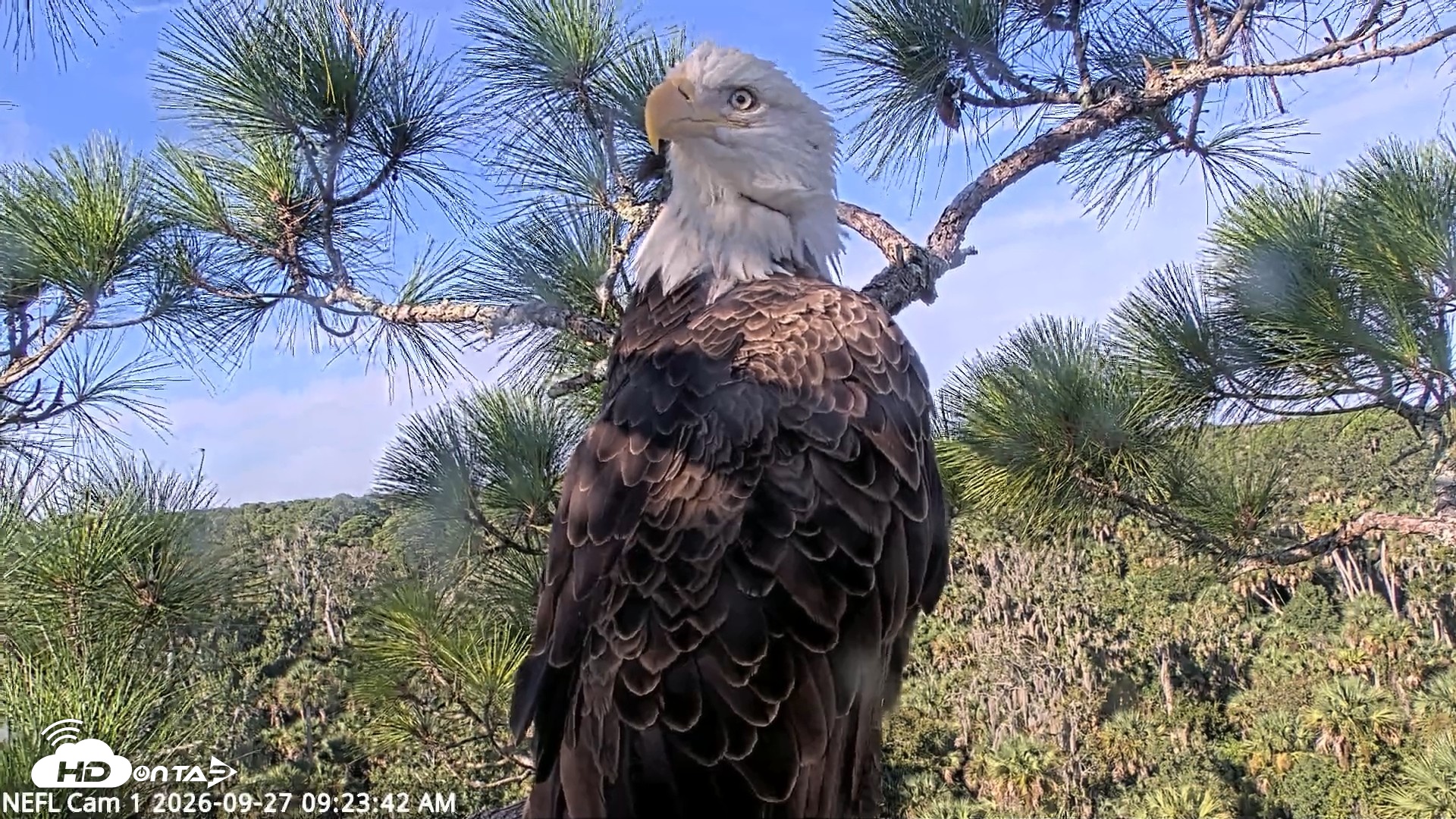 Snapshot of NE Florida Eagles Live Webcam taken Sep 27, 2026, 9:24am EDT