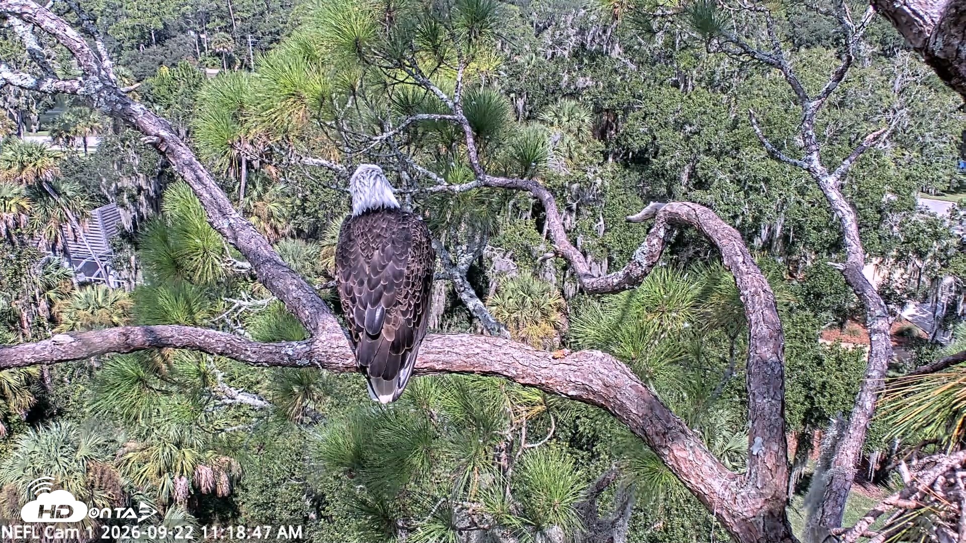 Snapshot of NE Florida Eagles Live Webcam taken Sep 22, 2026, 11:19am EDT