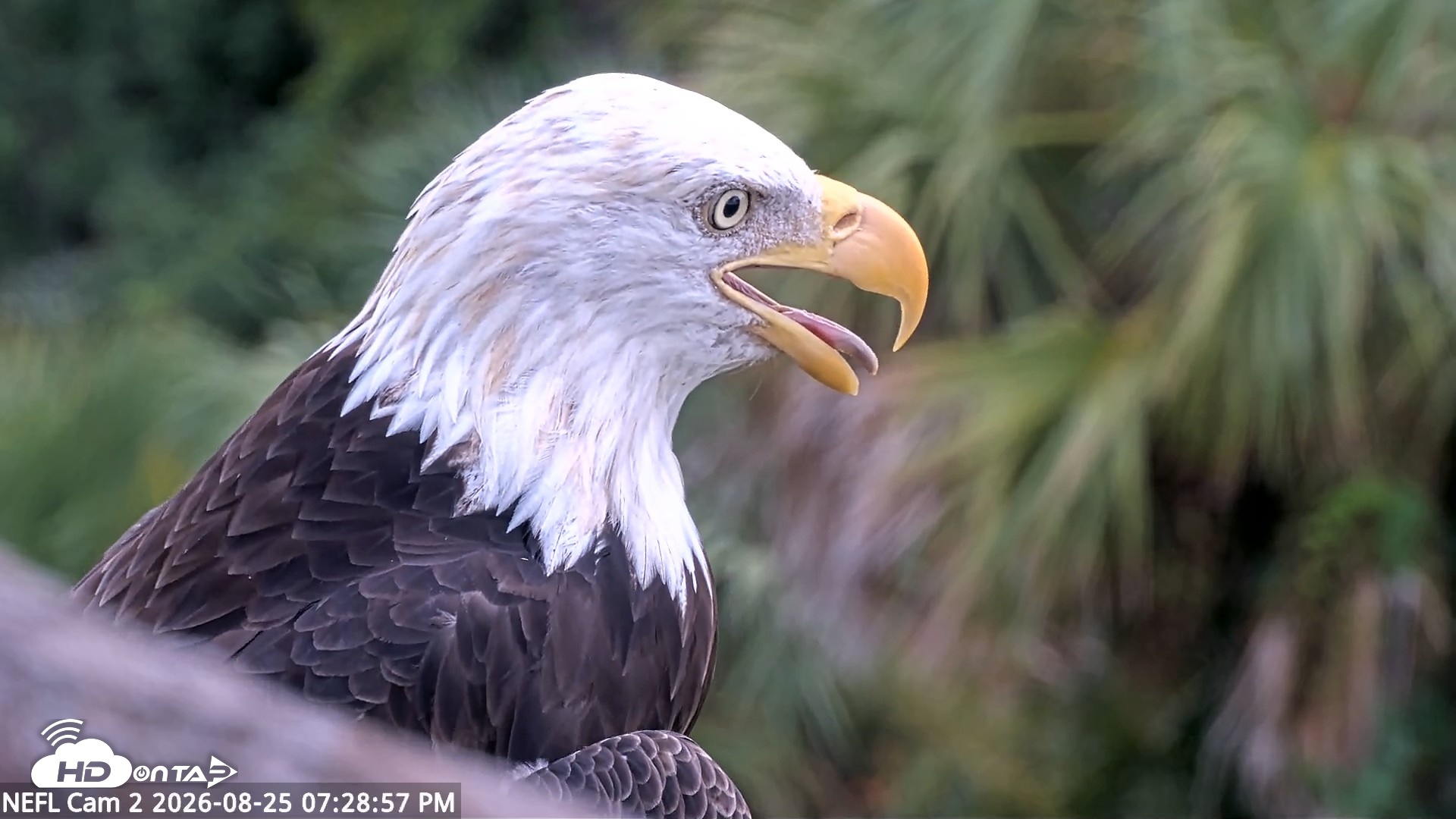 Snapshot of NE Florida Eagles Live Webcam taken Aug 25, 2026, 7:29pm EDT