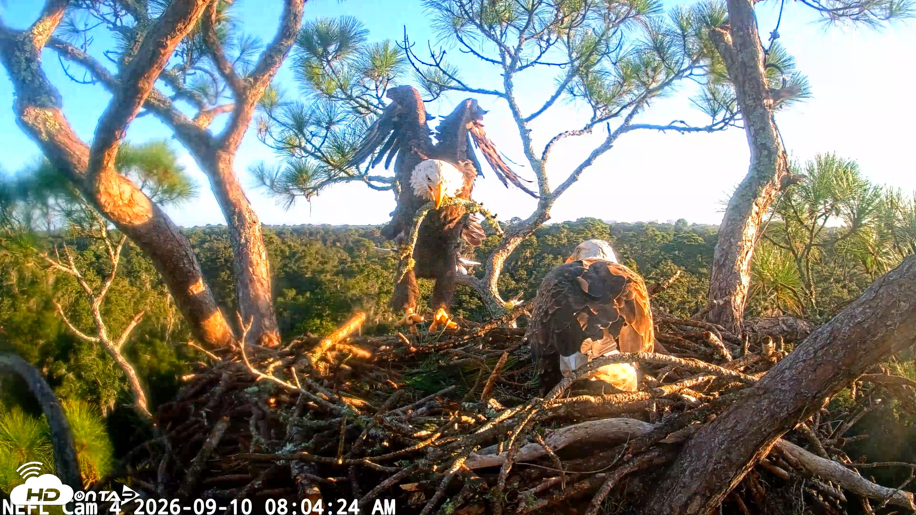 Snapshot of NE Florida Eagles Live Webcam taken Sep 10, 2026, 8:05am EDT