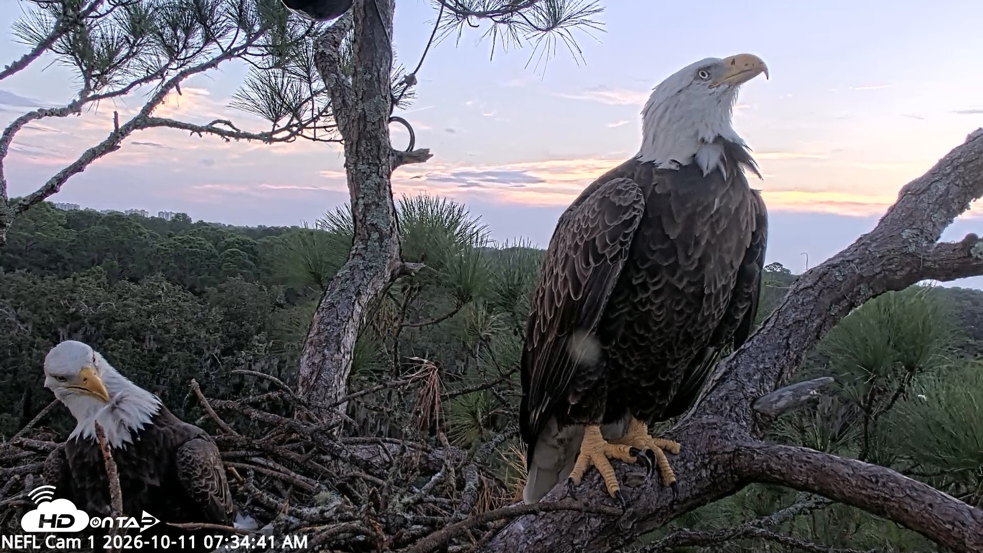 Snapshot of NE Florida Eagles Live Webcam taken Oct 11, 2026, 7:35am EDT