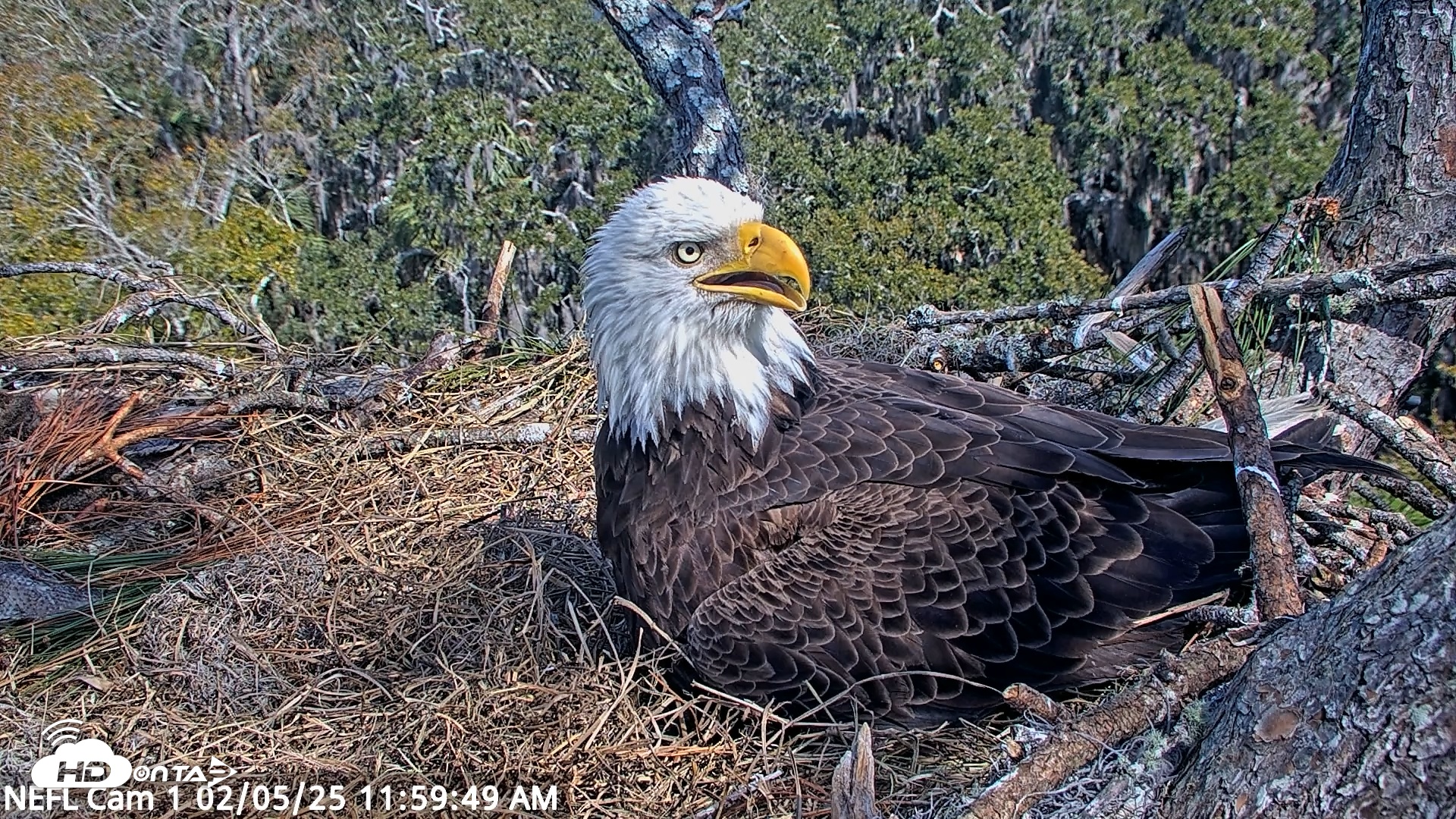 Snapshot of NE Florida Eagles Live Webcam taken Feb 5, 2025, 12:00pm EST