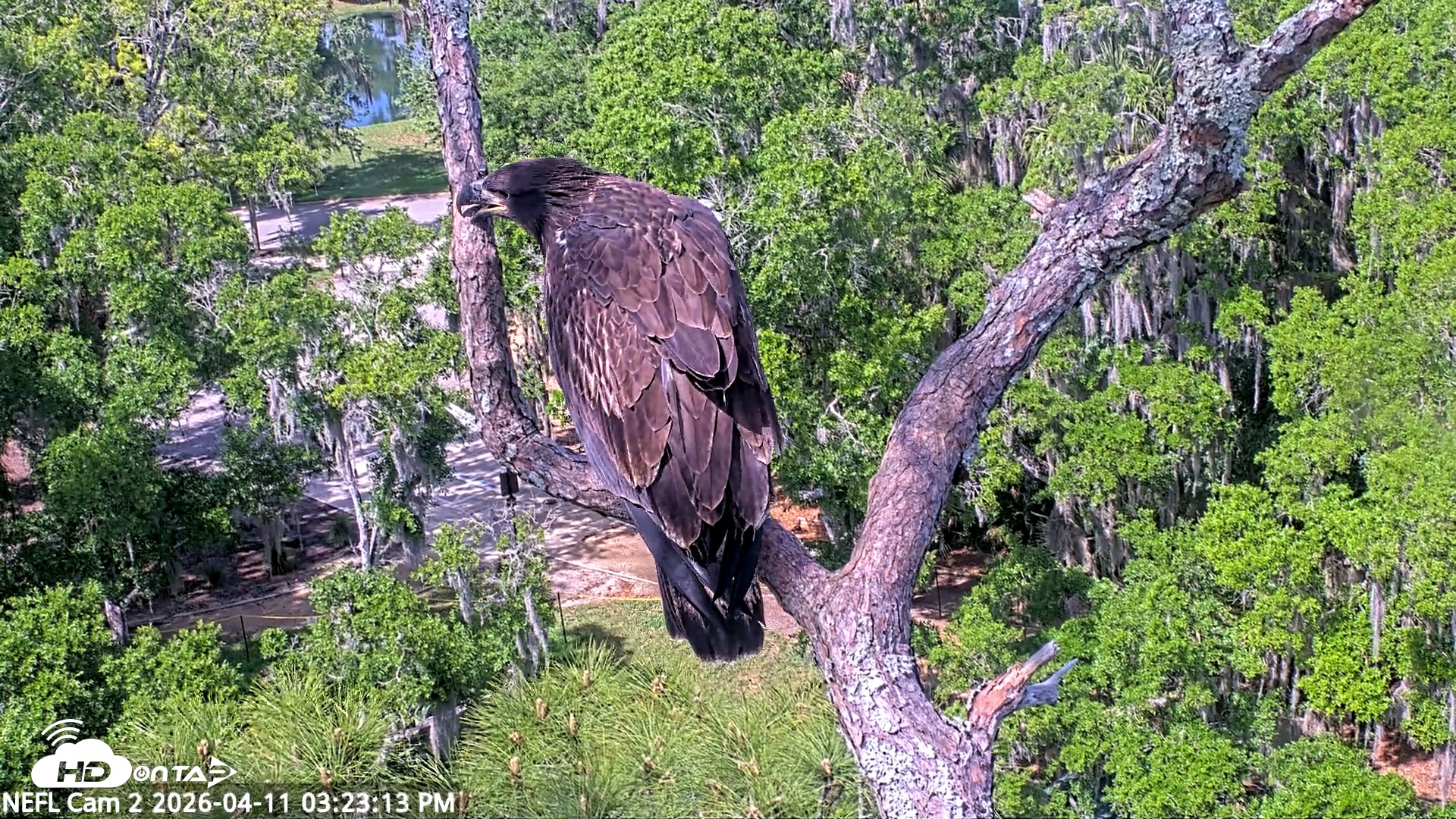 Snapshot of NE Florida Eagles Live Webcam taken Apr 11, 2026, 3:23pm EDT