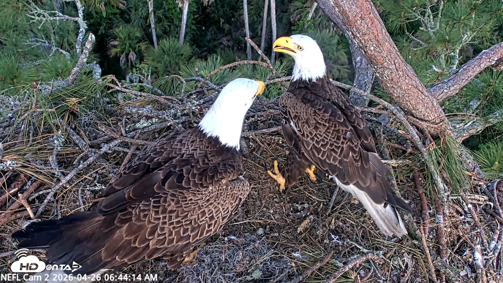 Snapshot of NE Florida Eagles Live Webcam taken Apr 26, 2026, 6:45am EDT