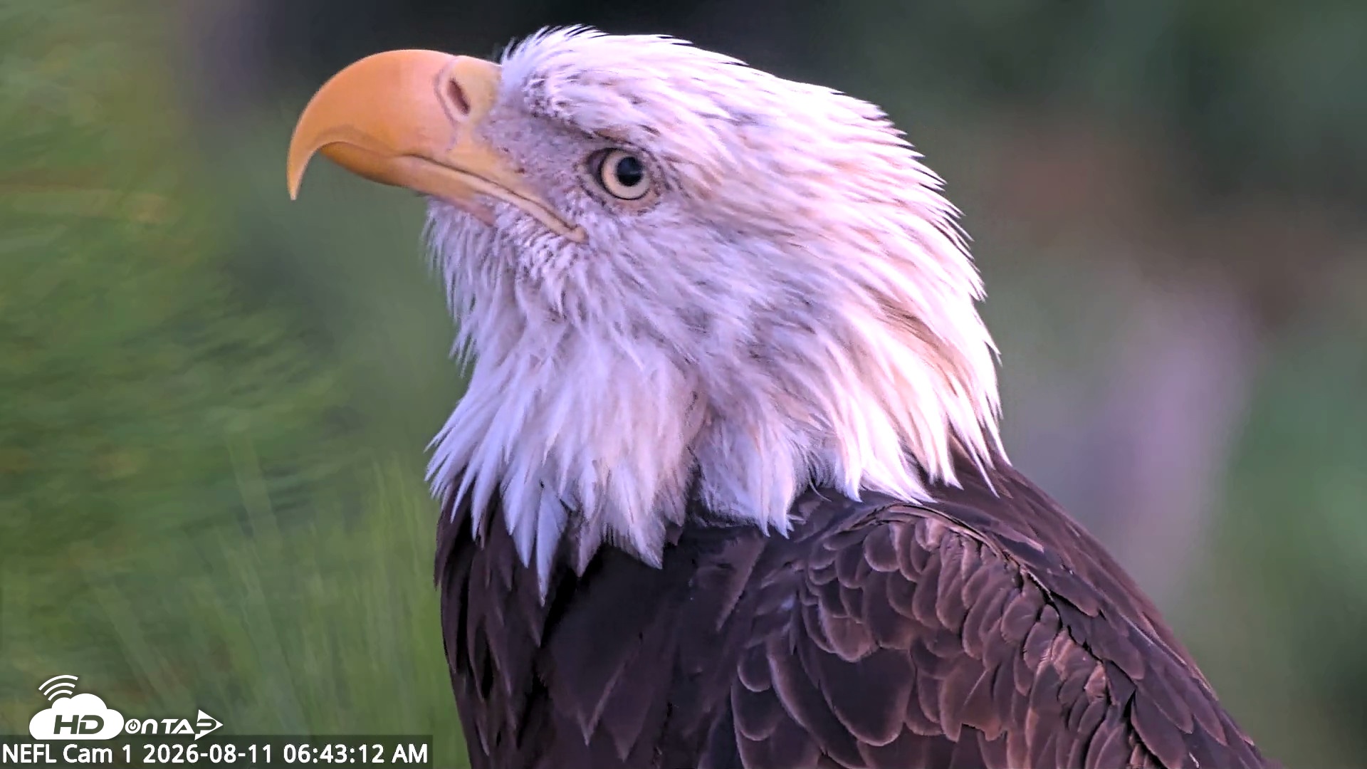 Snapshot of NE Florida Eagles Live Webcam taken Aug 11, 2026, 6:44am EDT