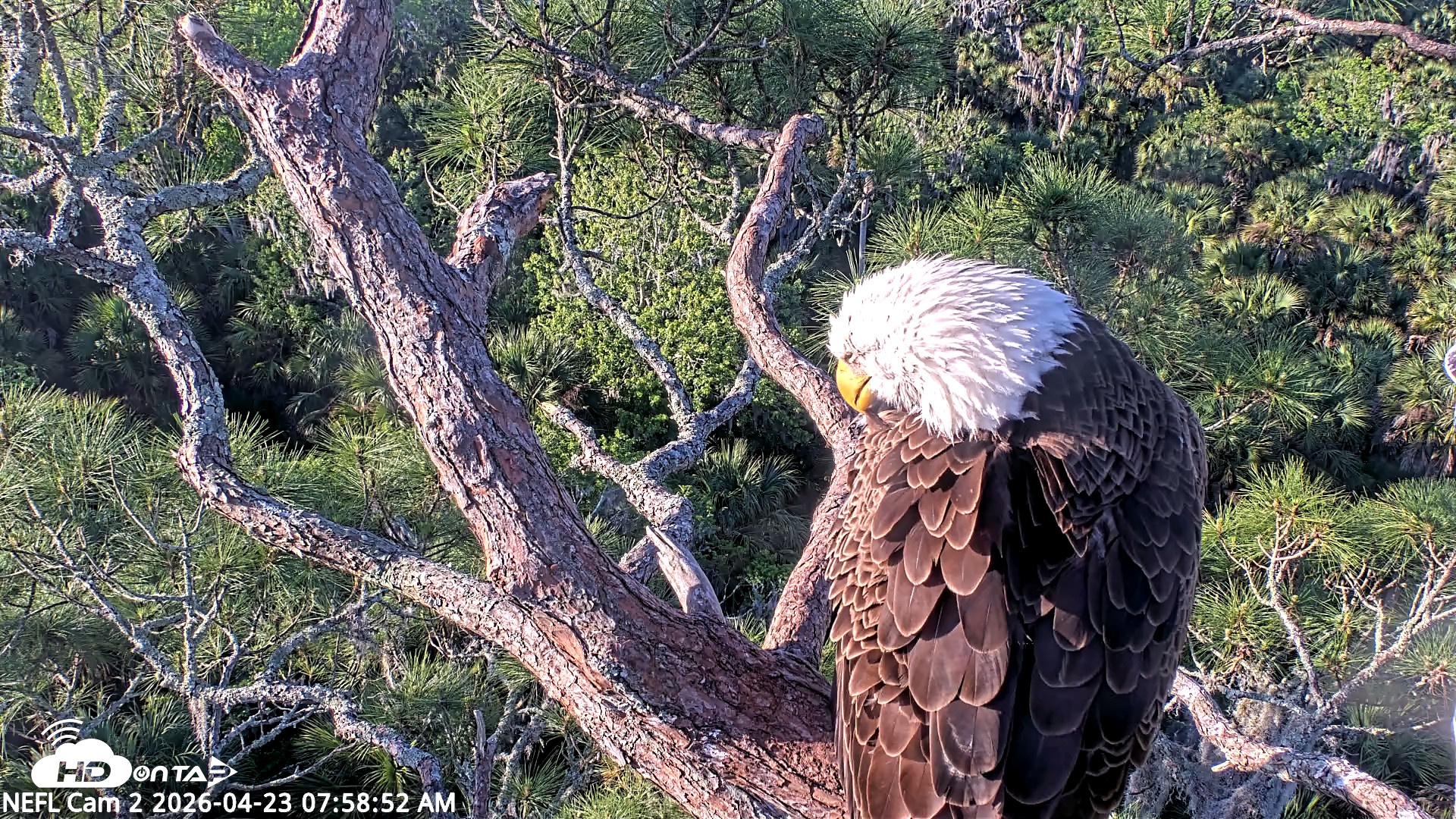 Snapshot of NE Florida Eagles Live Webcam taken Apr 23, 2026, 8:00am EDT