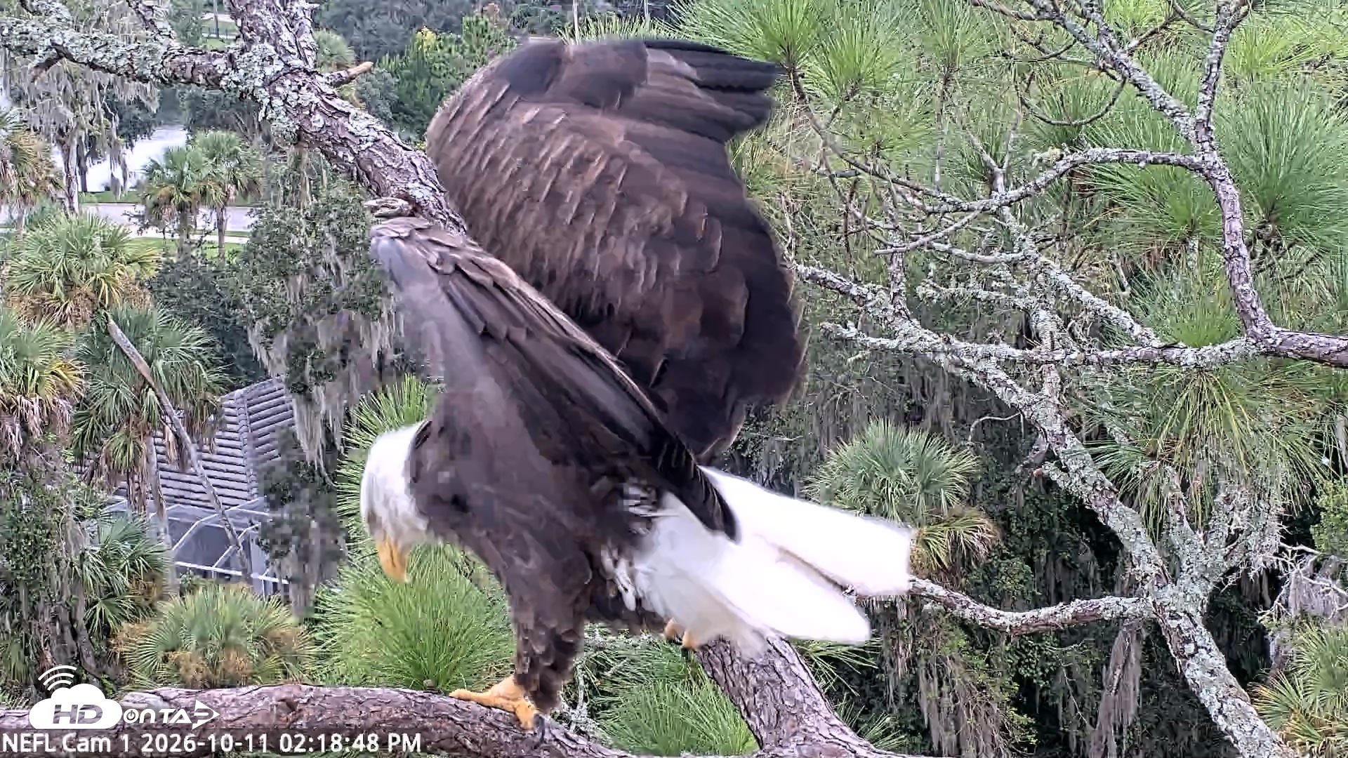 Snapshot of NE Florida Eagles Live Webcam taken Oct 11, 2026, 2:19pm EDT