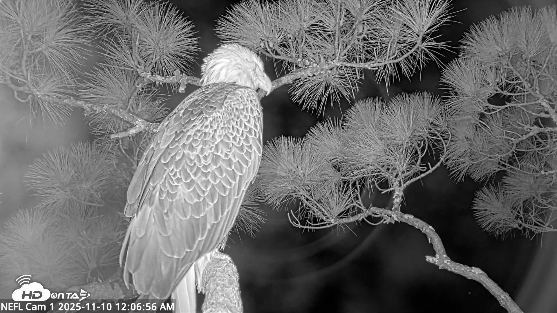 Snapshot of NE Florida Eagles Live Webcam taken Nov 10, 2025, 12:07am EST