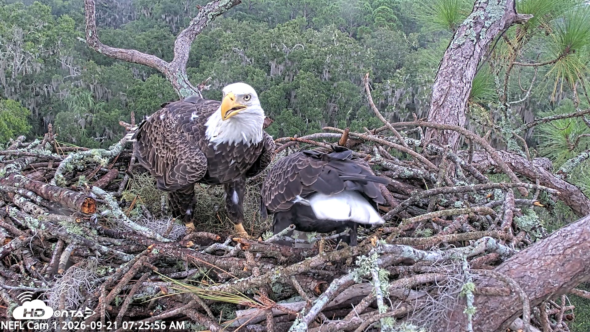 Snapshot of NE Florida Eagles Live Webcam taken Sep 21, 2026, 7:27am EDT