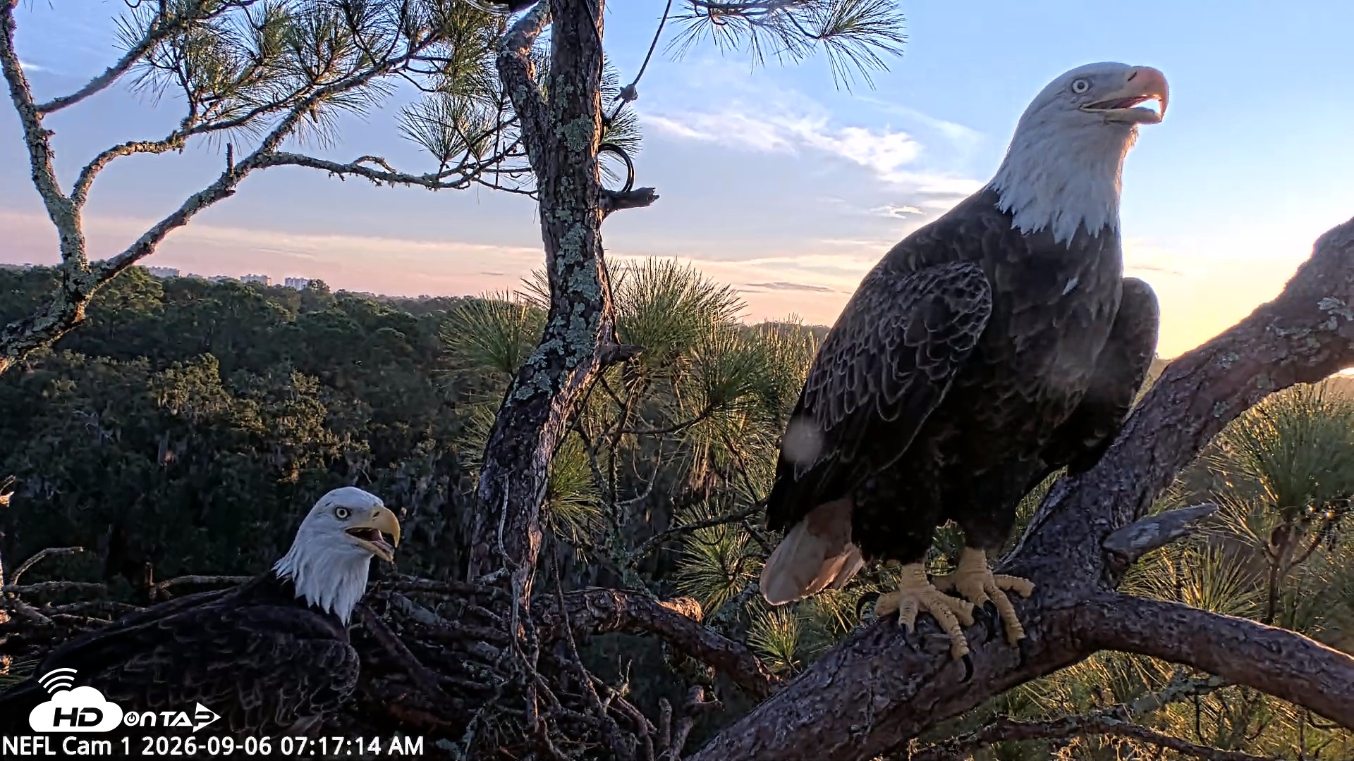Snapshot of NE Florida Eagles Live Webcam taken Sep 6, 2026, 7:18am EDT