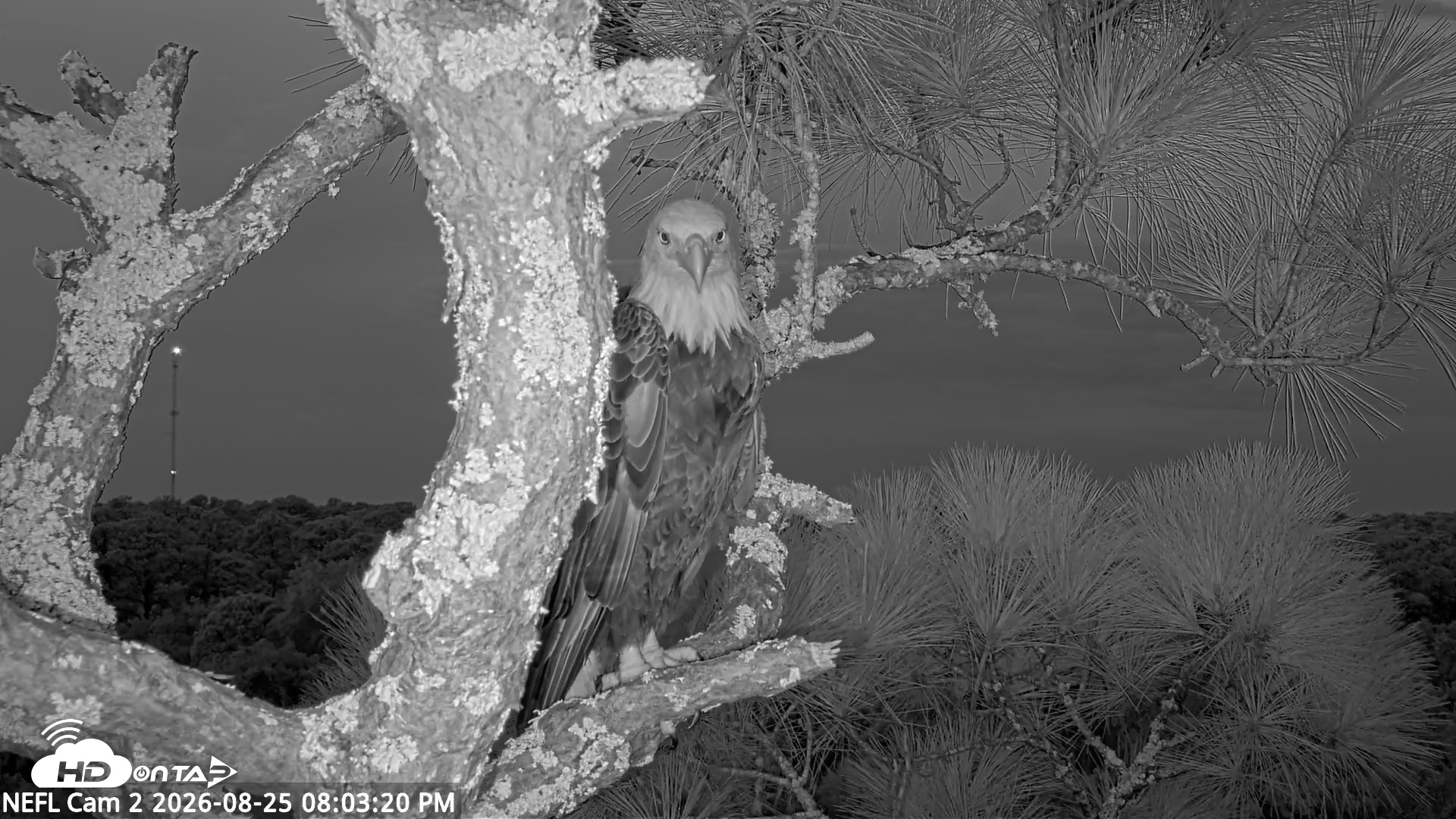 Snapshot of NE Florida Eagles Live Webcam taken Aug 25, 2026, 8:04pm EDT
