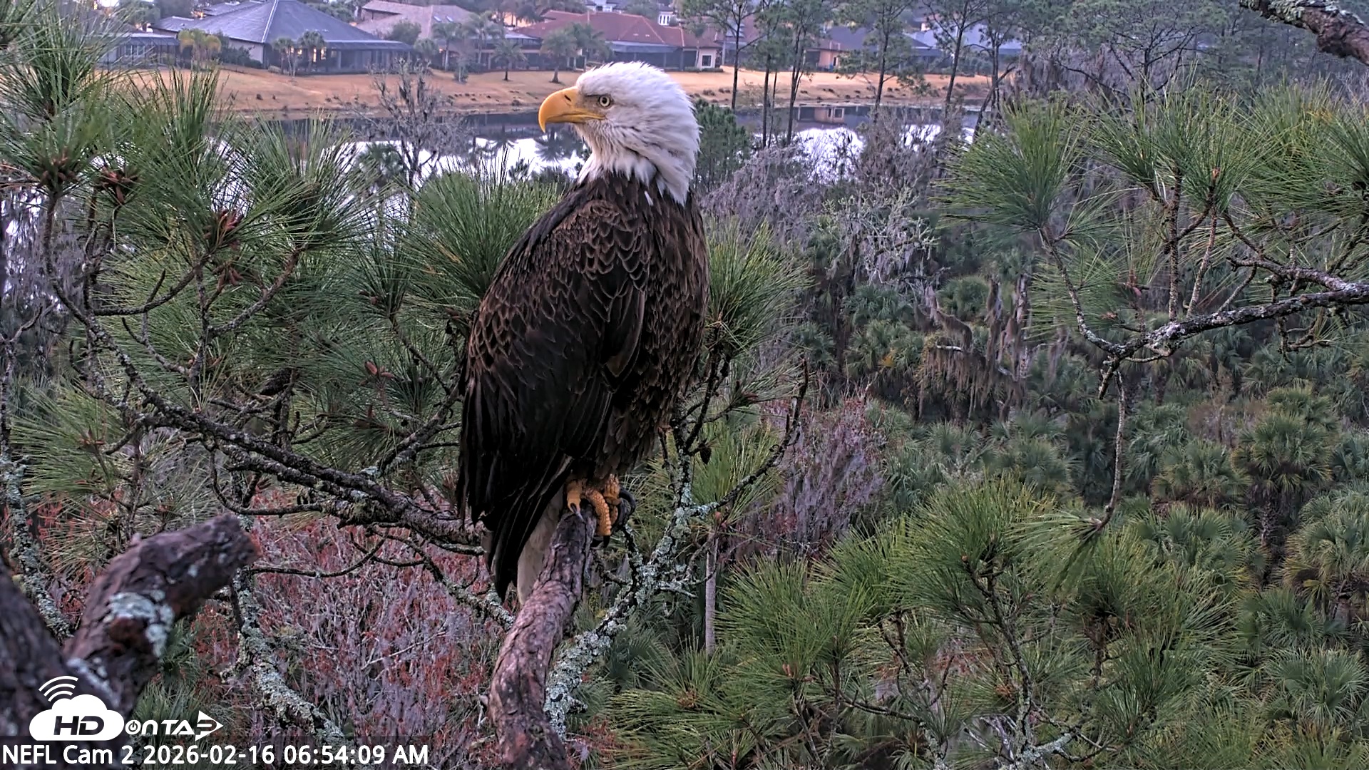 Snapshot of NE Florida Eagles Live Webcam taken Feb 16, 2026, 6:54am EST